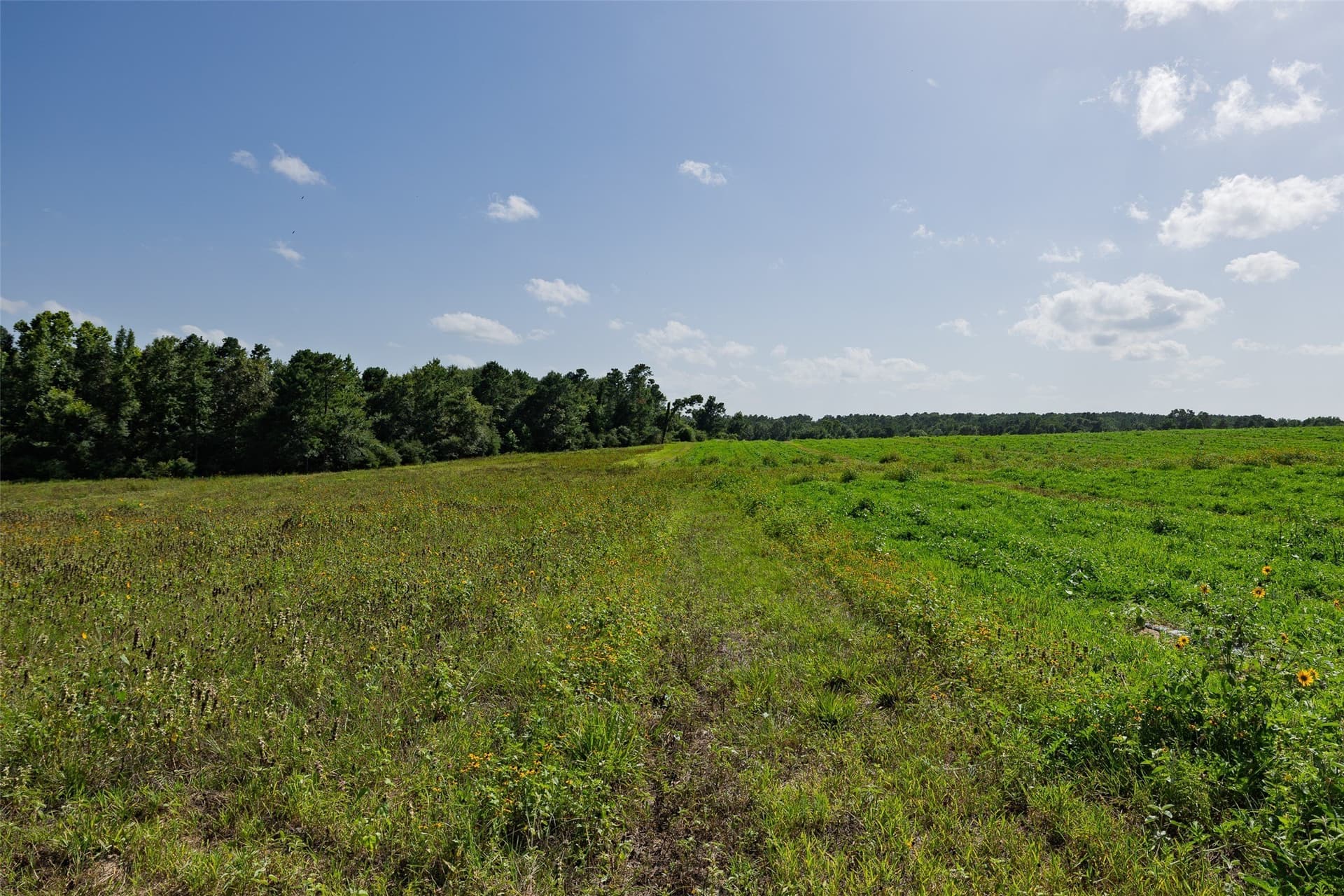131.16 acres in Houston County - photo 6