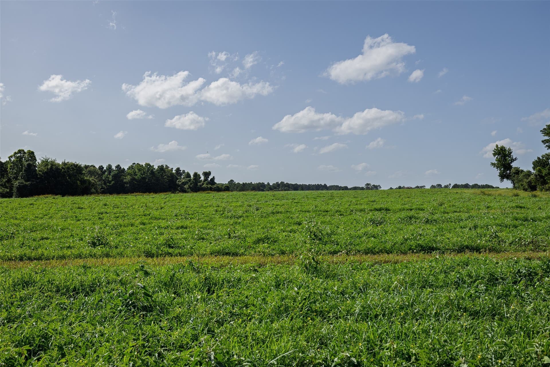 131.16 acres in Houston County - photo 13