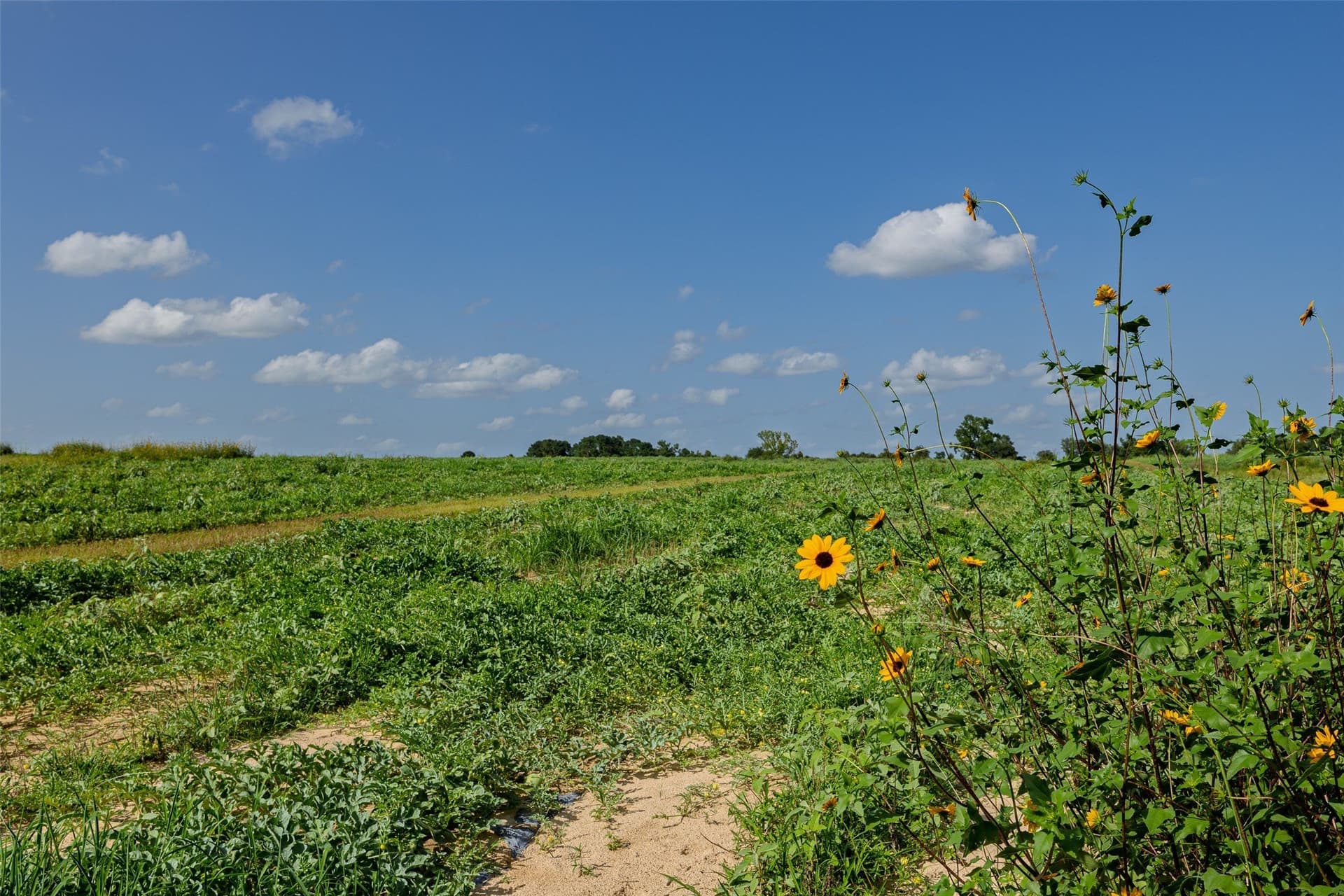 131.16 acres in Houston County - photo 16
