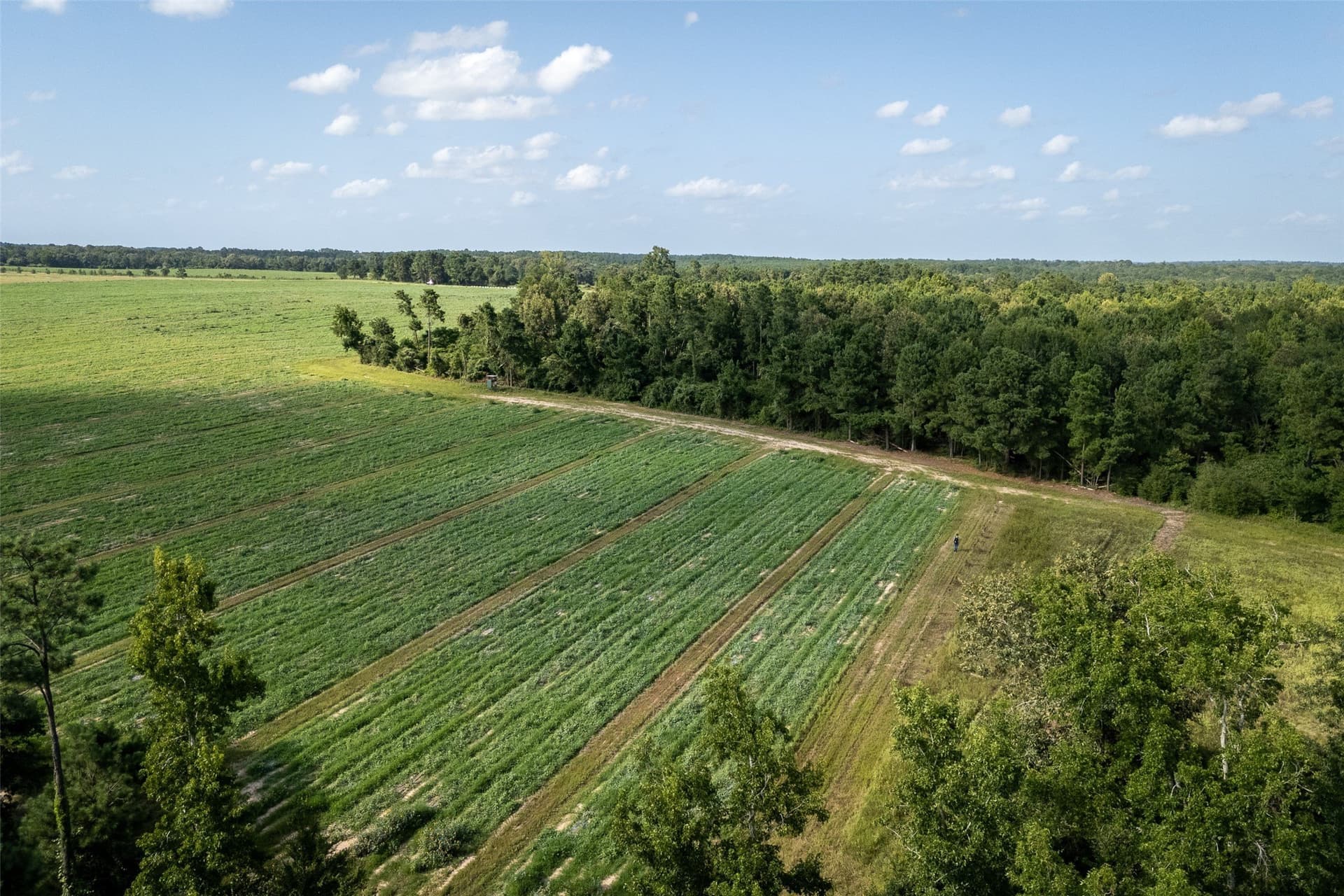 131.16 acres in Houston County gallery image 4