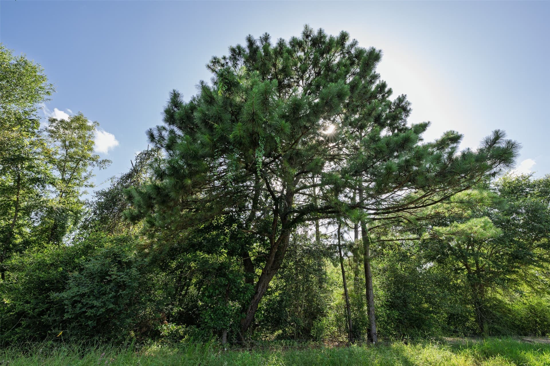 131.16 acres in Houston County - photo 15