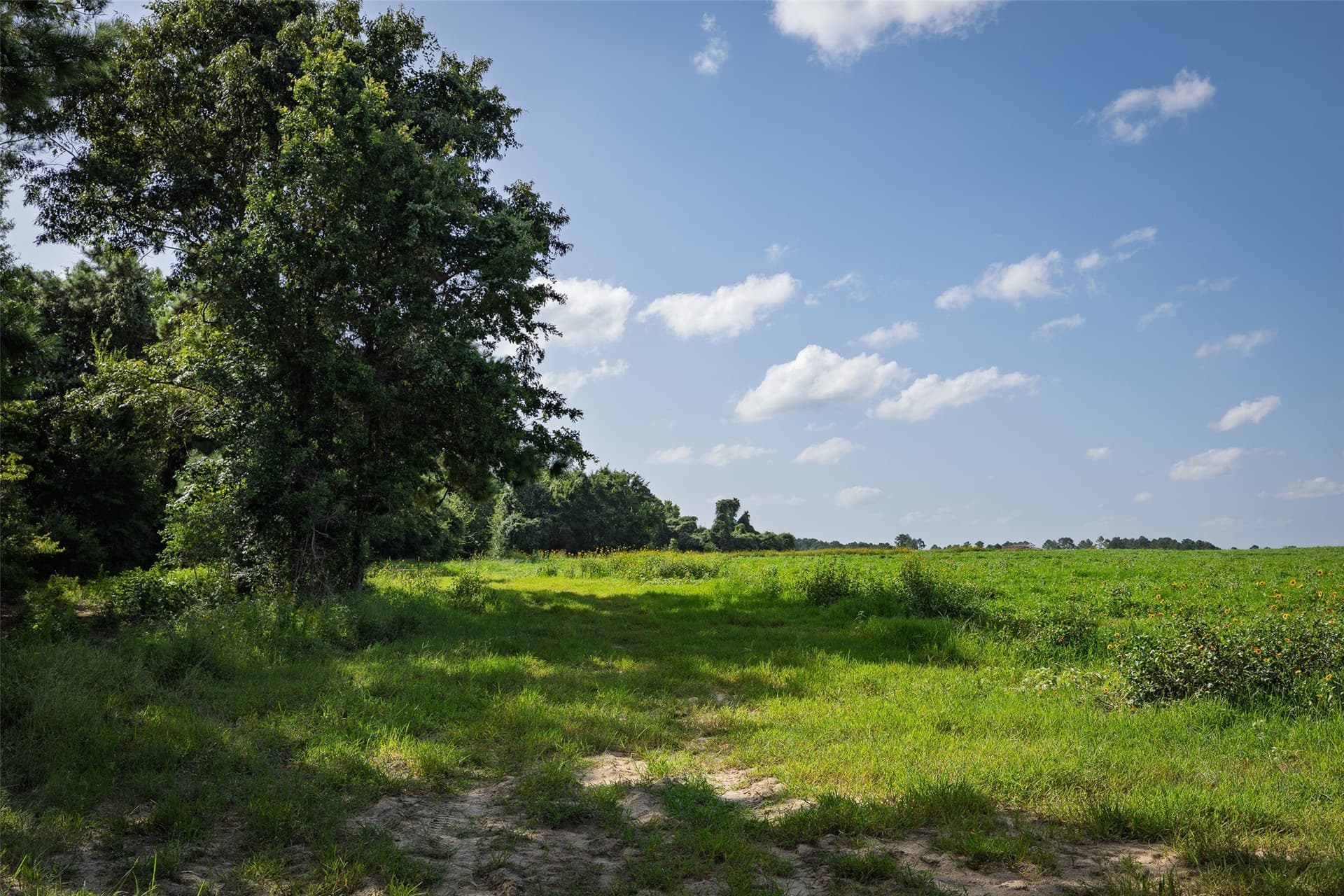 131.16 acres in Houston County - photo 14