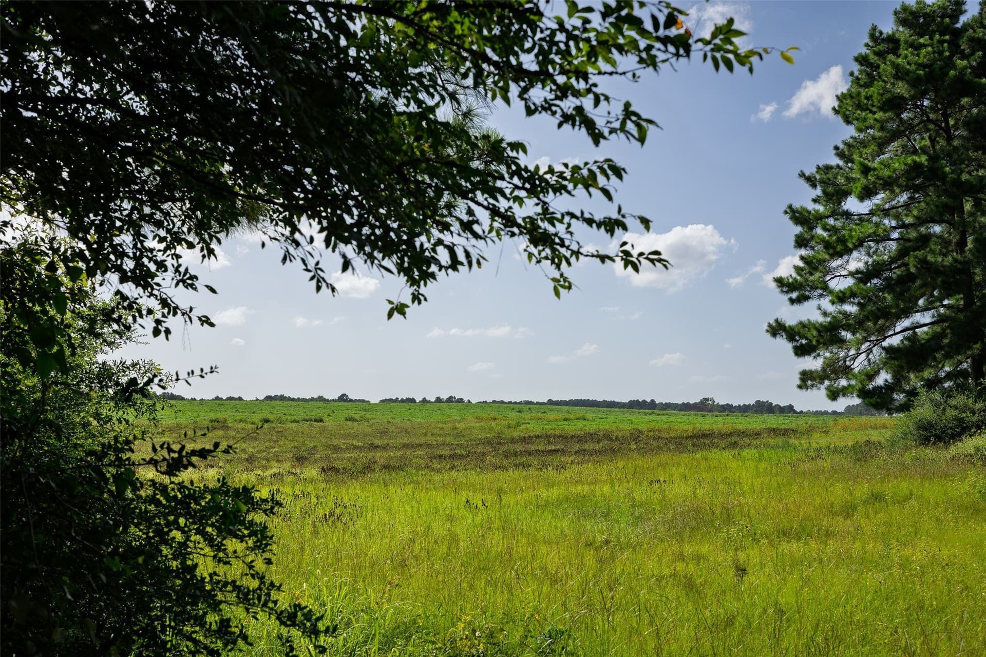 131.16 acres in Houston County featured view