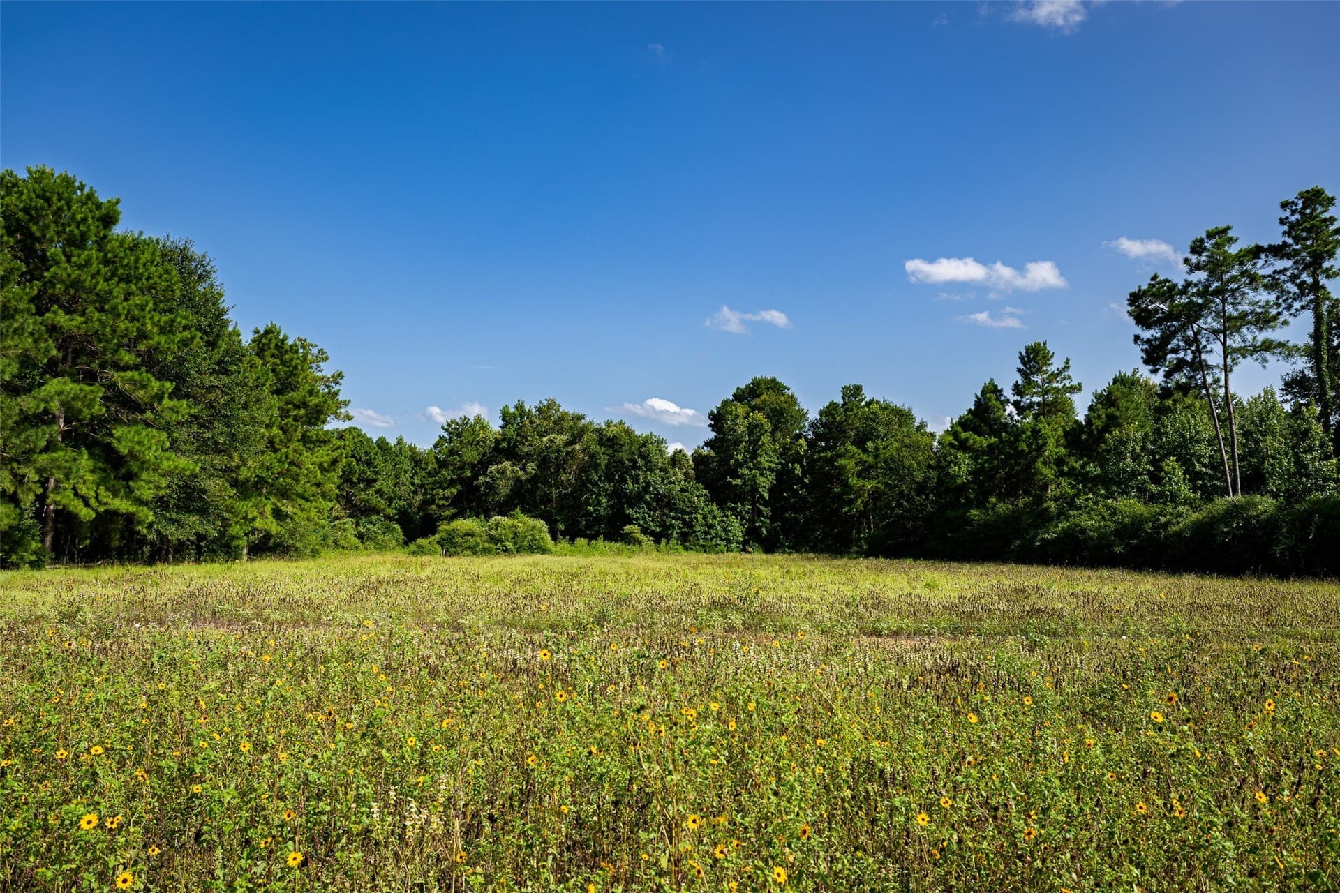 131.16 acres in Houston County - photo 12