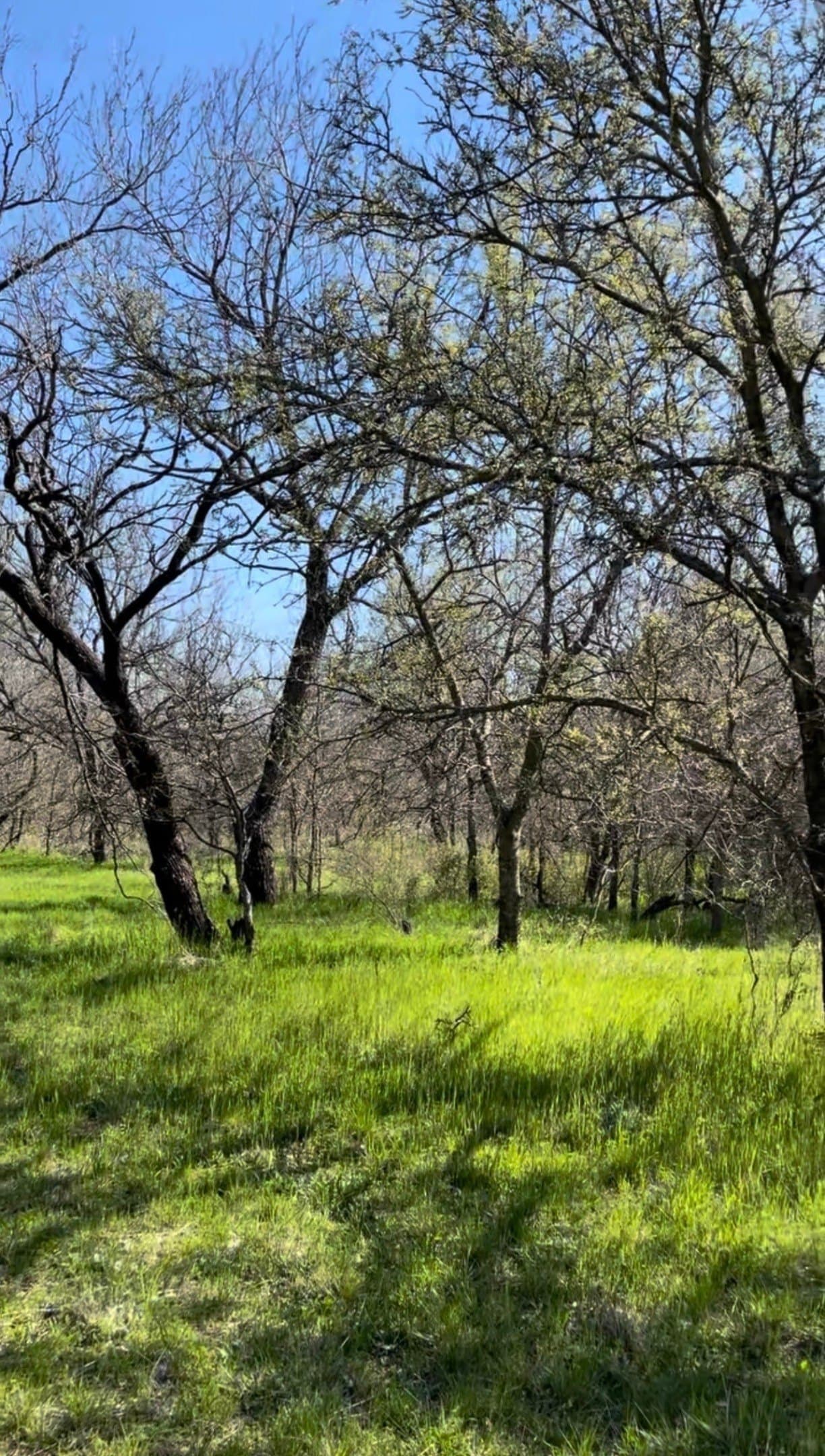 1.89 acres in Wise County - photo 3