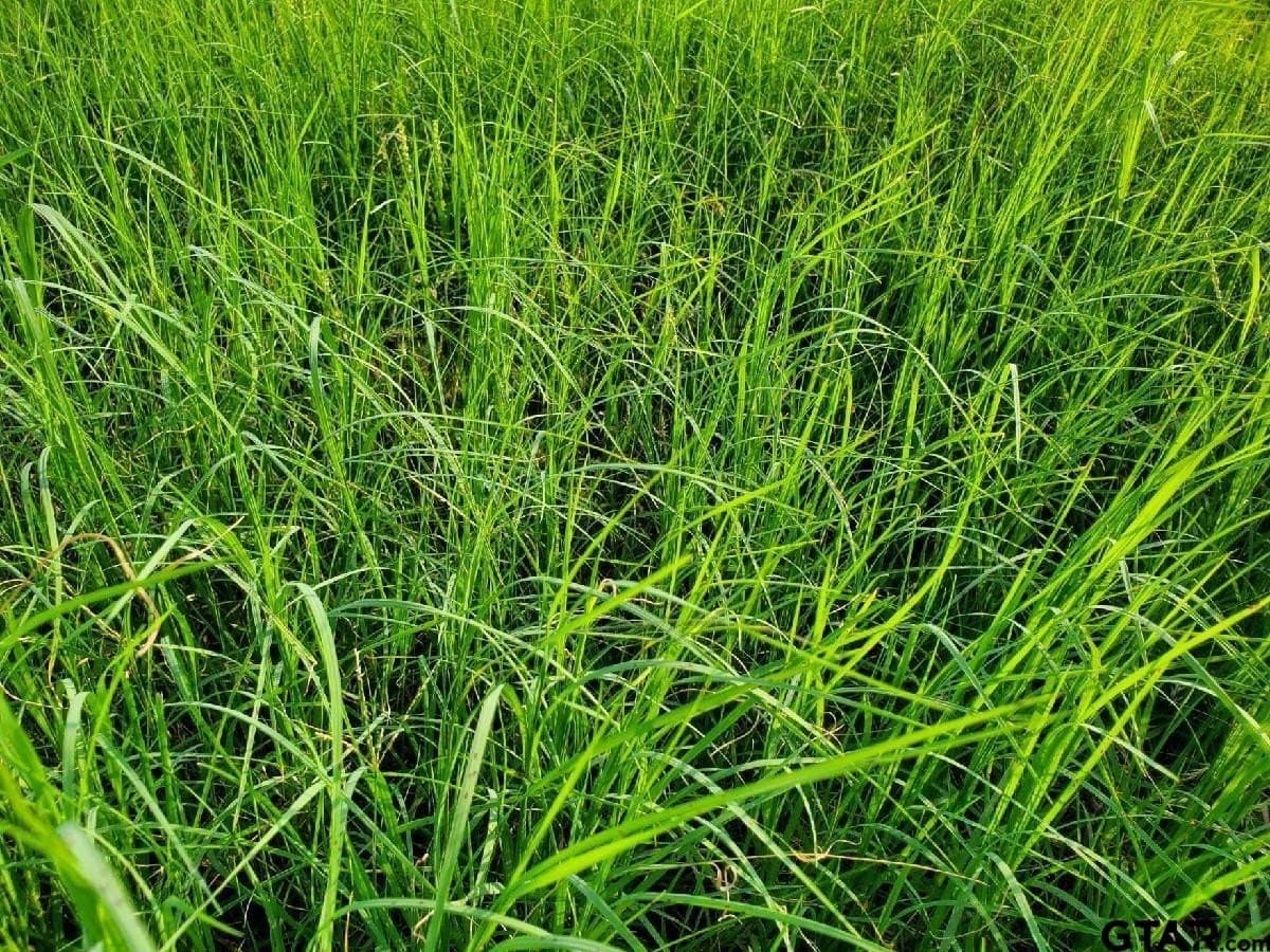 67 acres in Hopkins County - photo 11