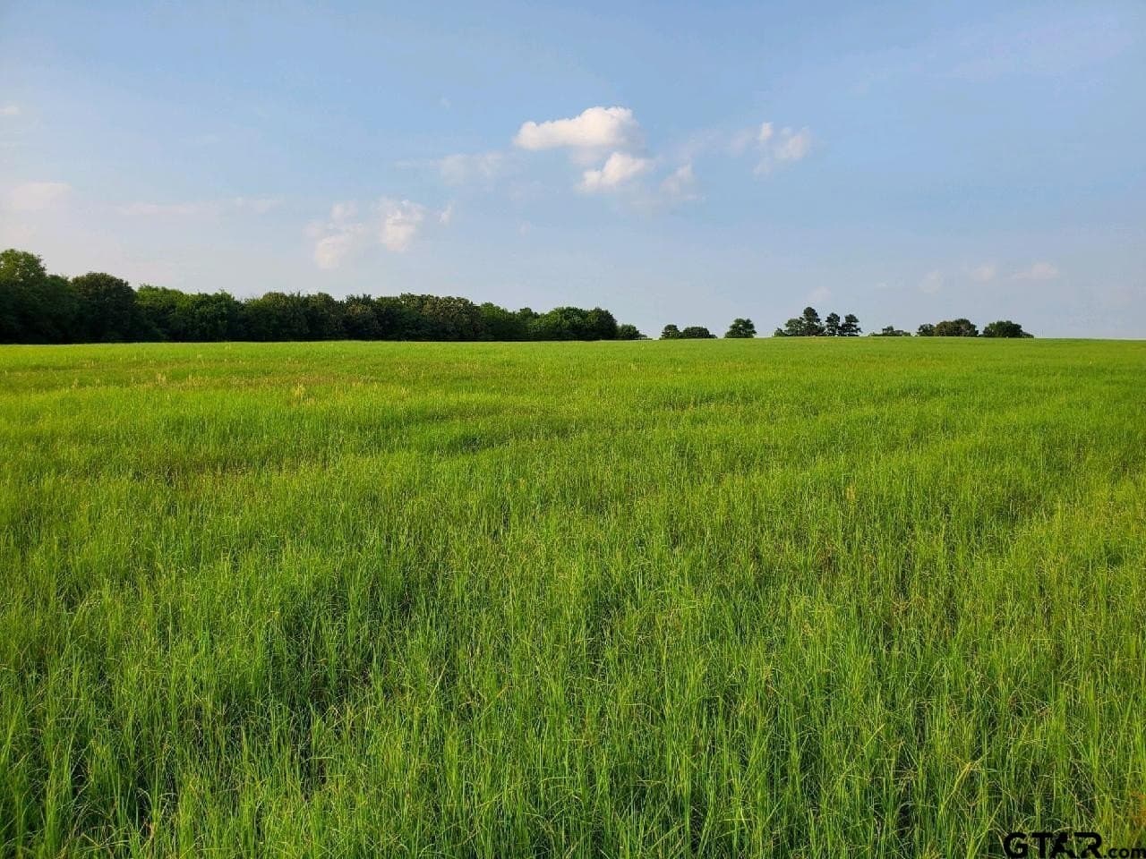 67 acres in Hopkins County - photo 8