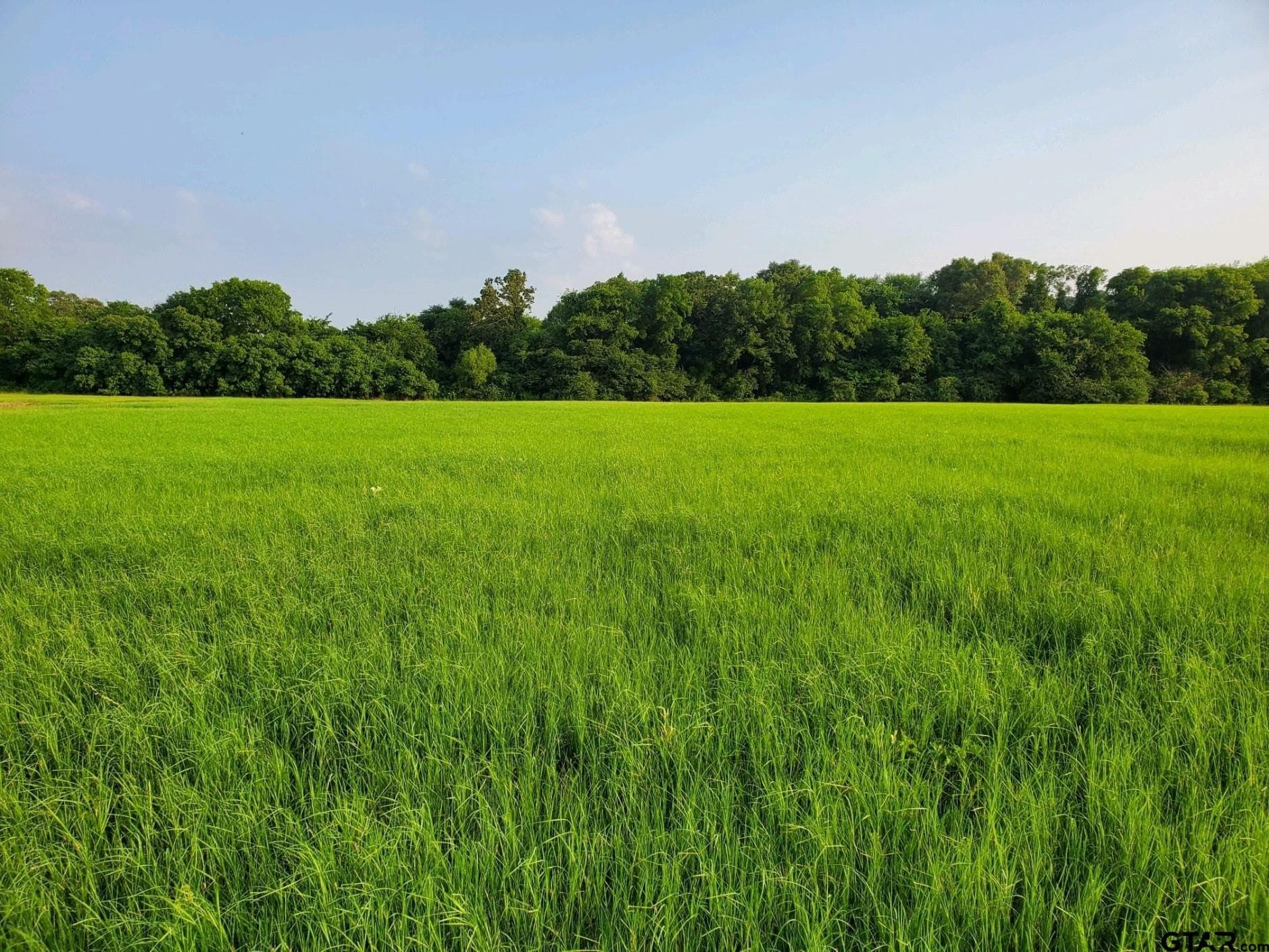 67 acres in Hopkins County - photo 7