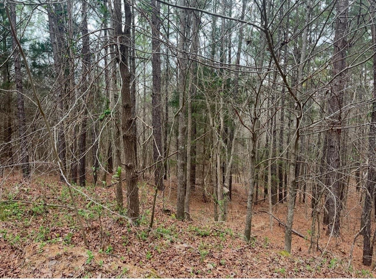 33.81 acres in Smith County - photo 17