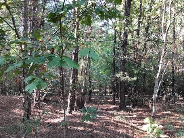 33.81 acres in Smith County gallery image 3