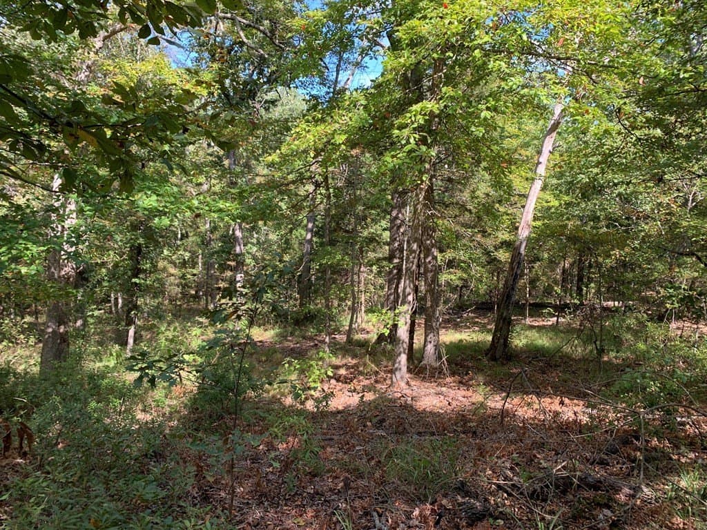 25.6 acres in Henderson County - photo 14