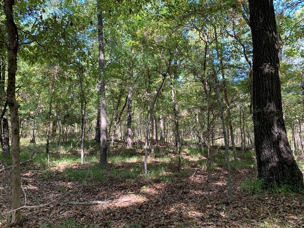 25.6 acres in Henderson County - photo 16