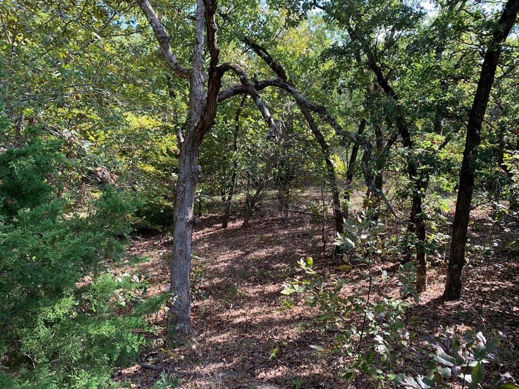 25.6 acres in Henderson County - photo 13