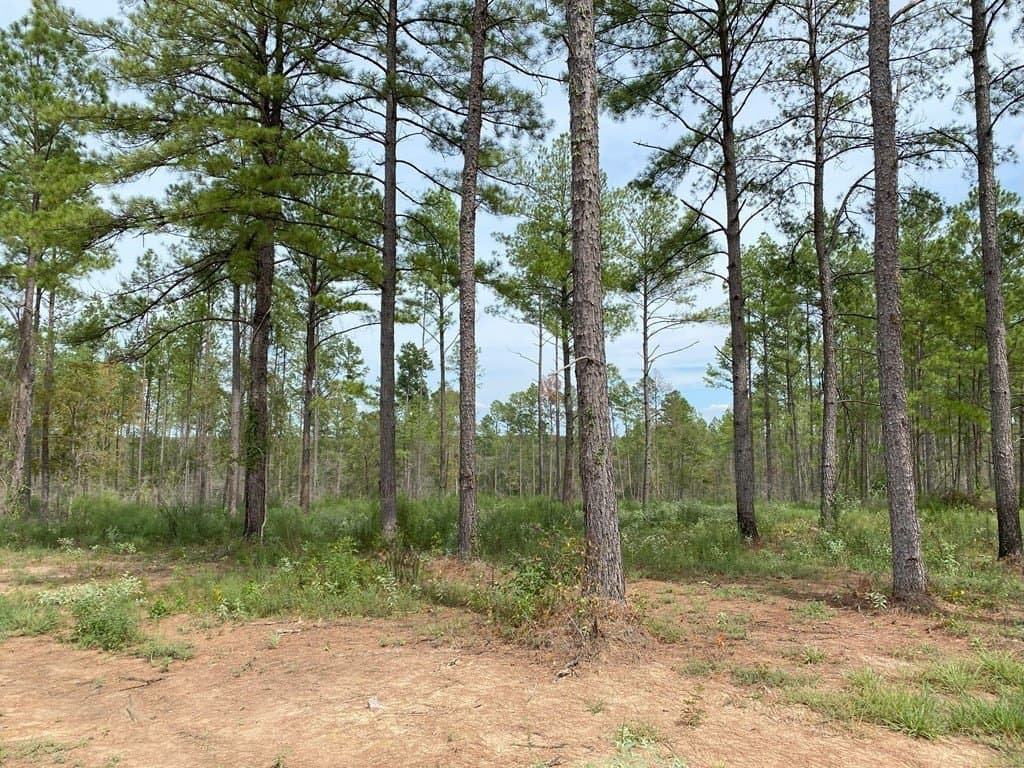 12.22 acres in Texas County - photo 12