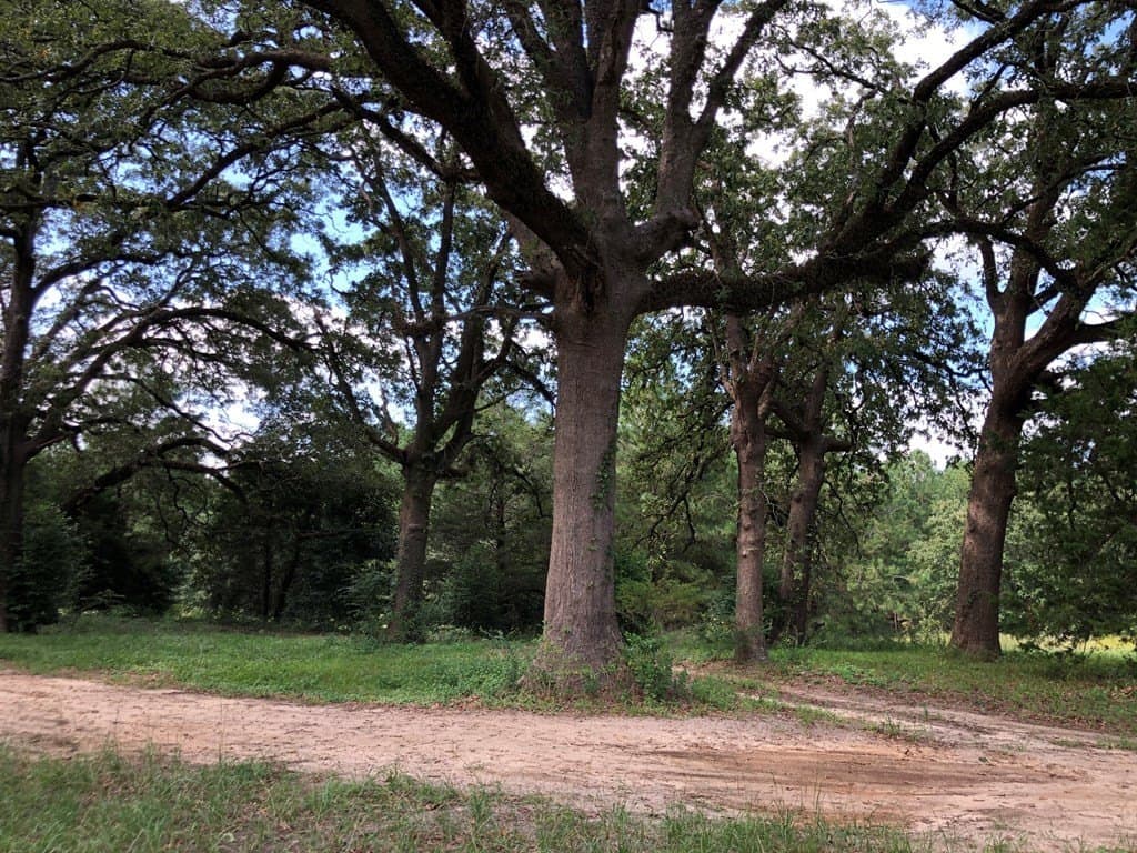 10.3 acres in Texas County gallery image 3