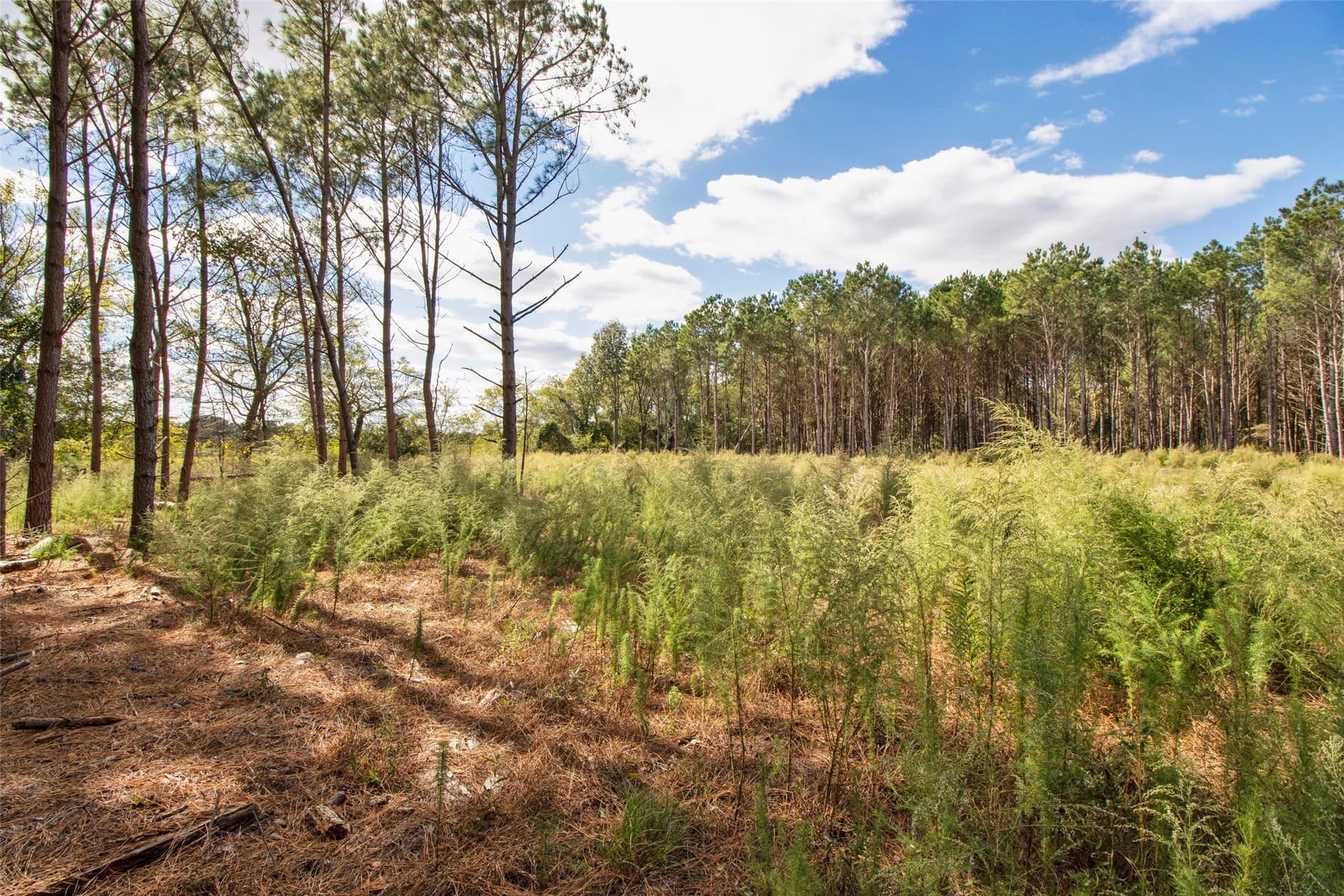 95.04 acres in Upshur County - photo 6
