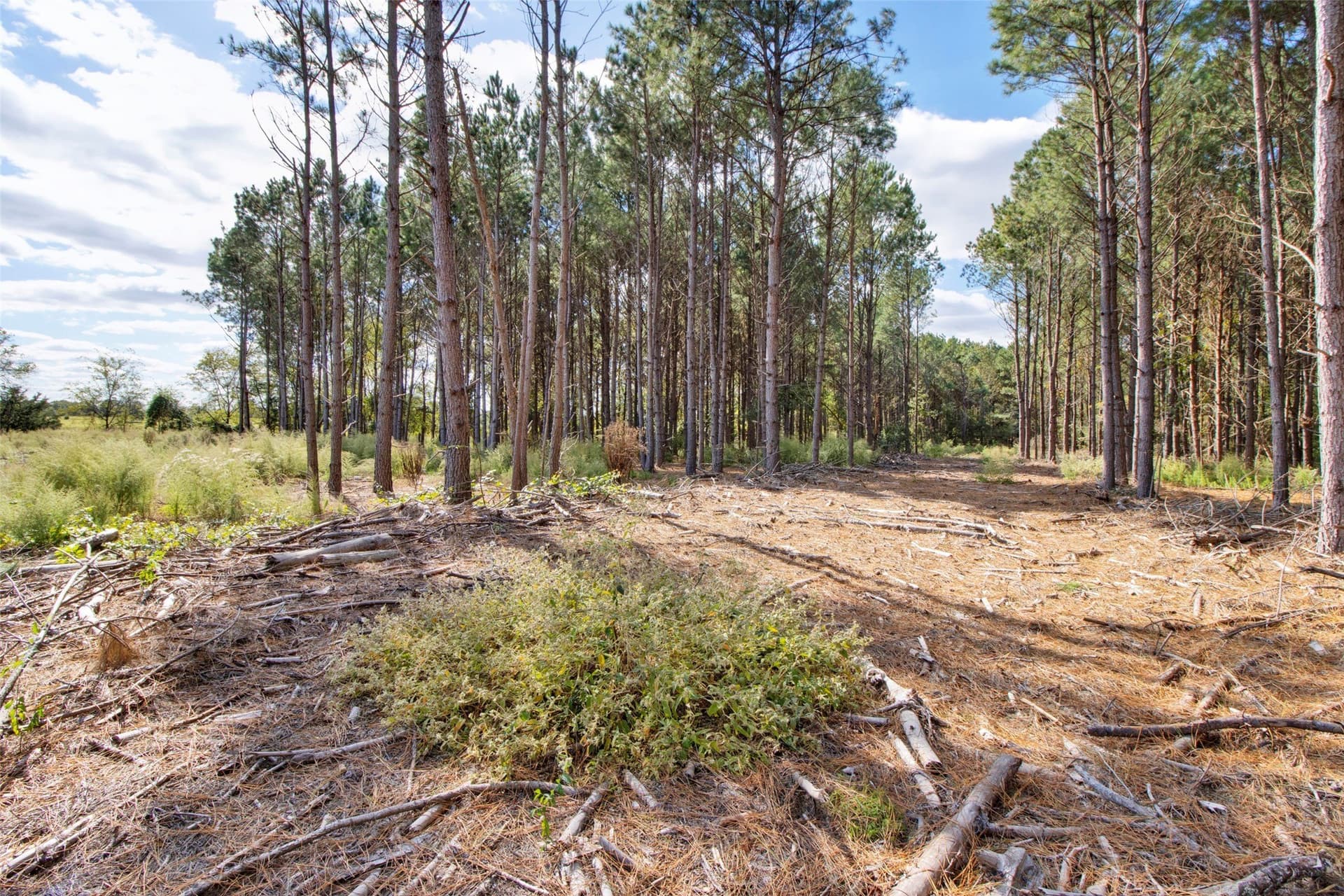 95.04 acres in Upshur County - photo 11