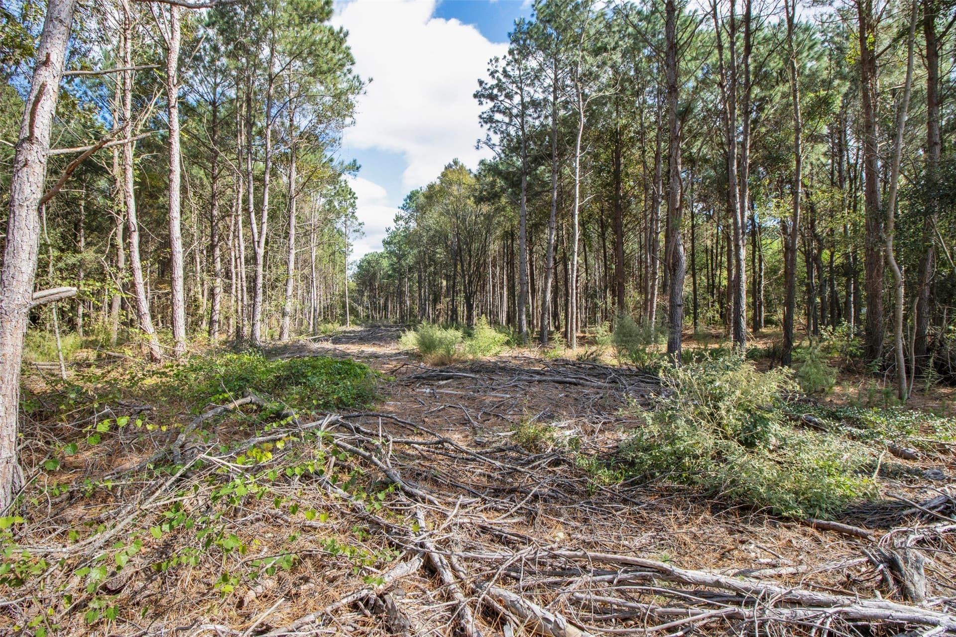 95.04 acres in Upshur County - photo 9