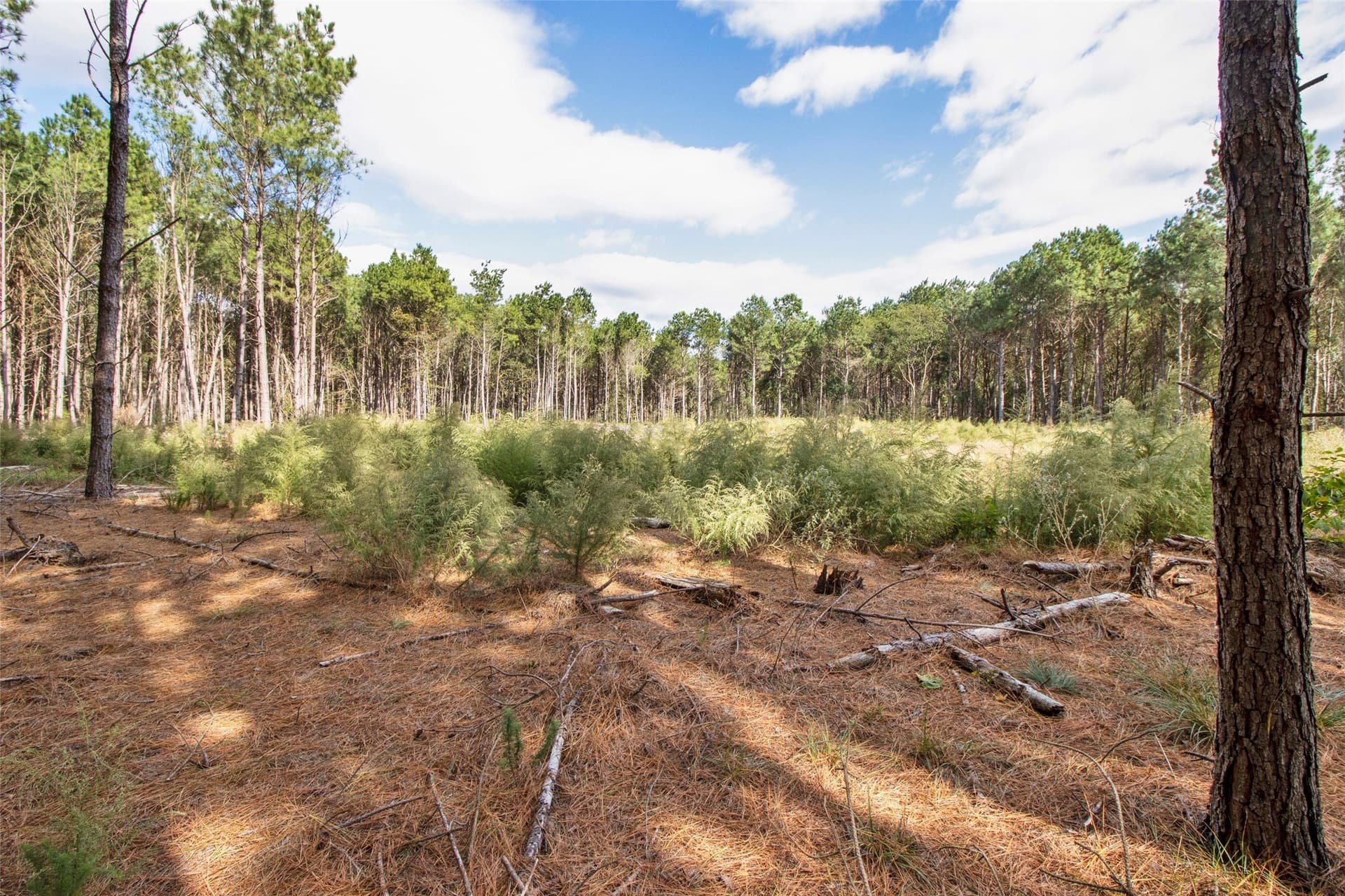 95.04 acres in Upshur County - photo 12