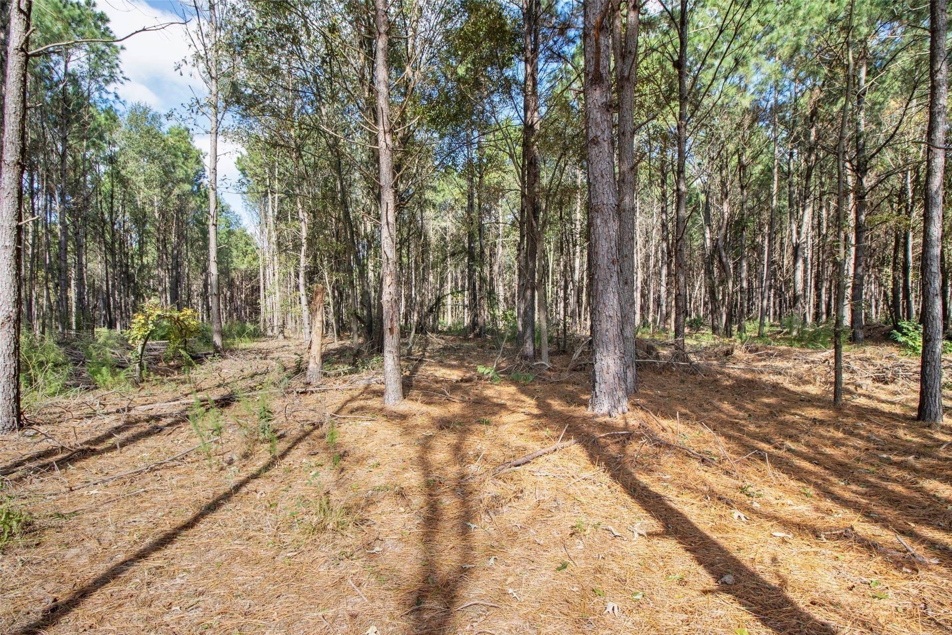 95.04 acres in Upshur County - photo 10
