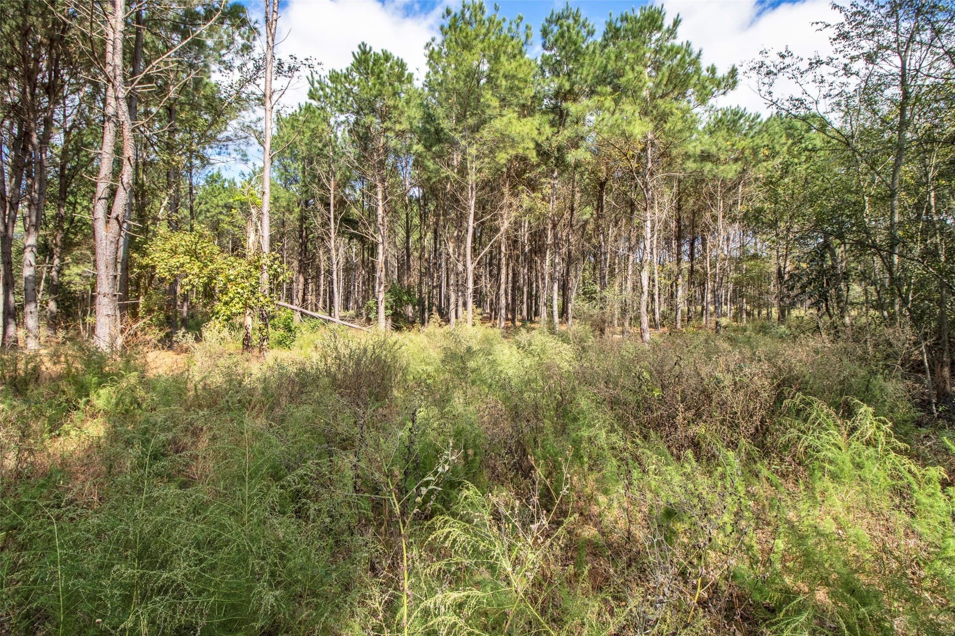 95.04 acres in Upshur County - photo 3