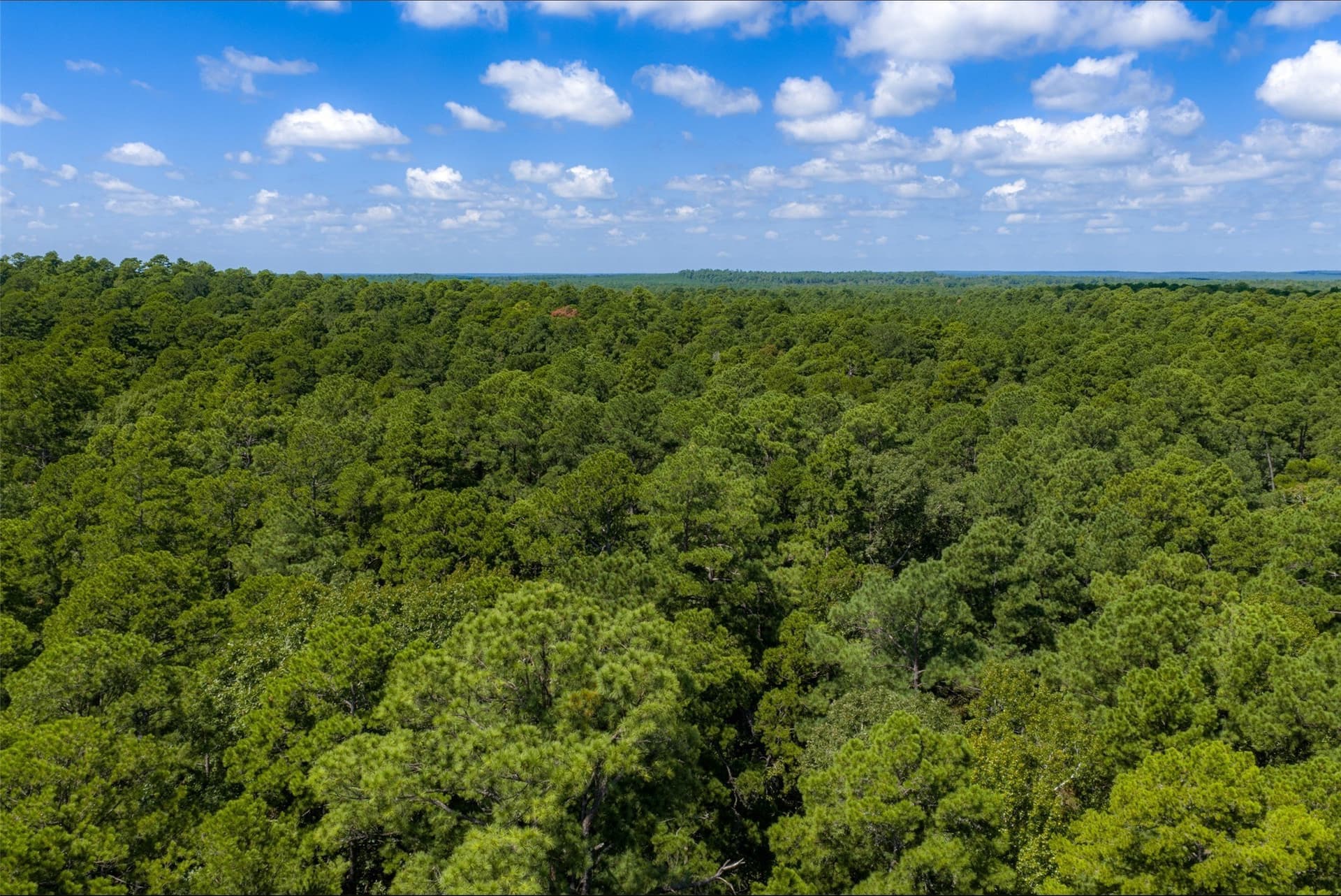37.3 acres in Houston County - photo 7
