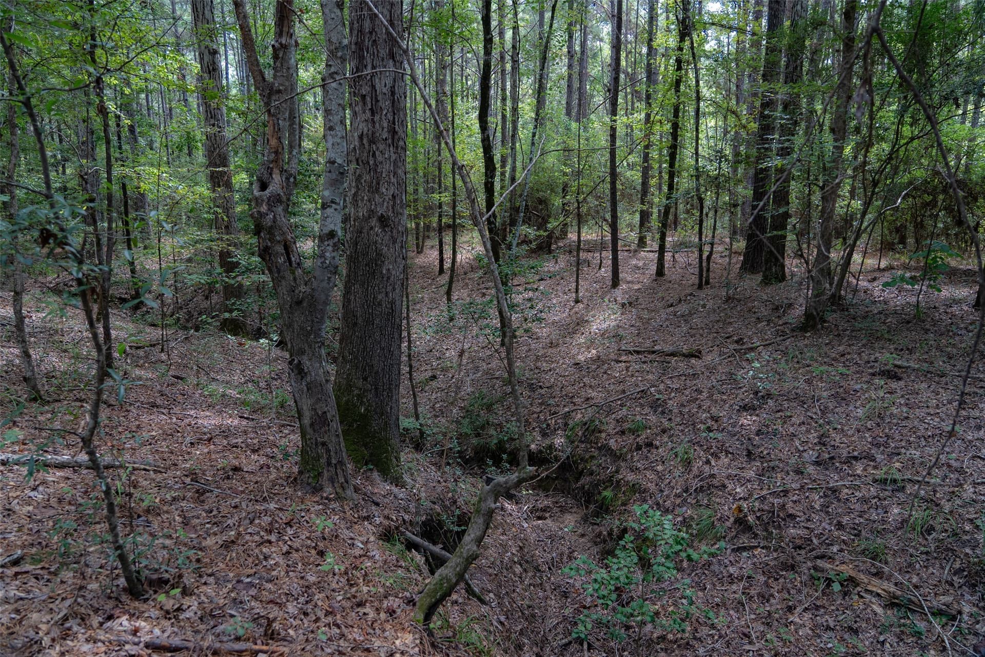 37.3 acres in Houston County - photo 18