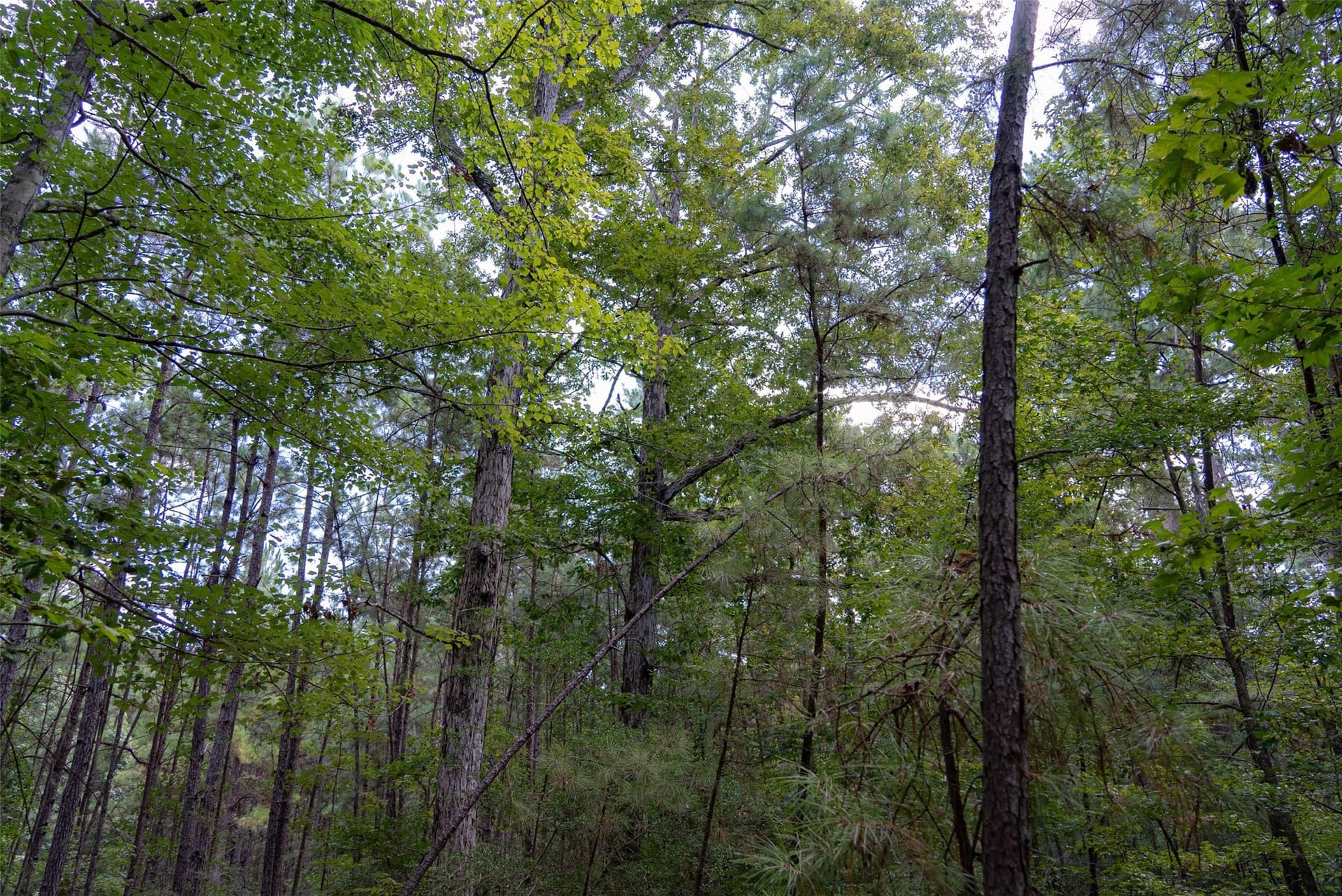 37.3 acres in Houston County - photo 34