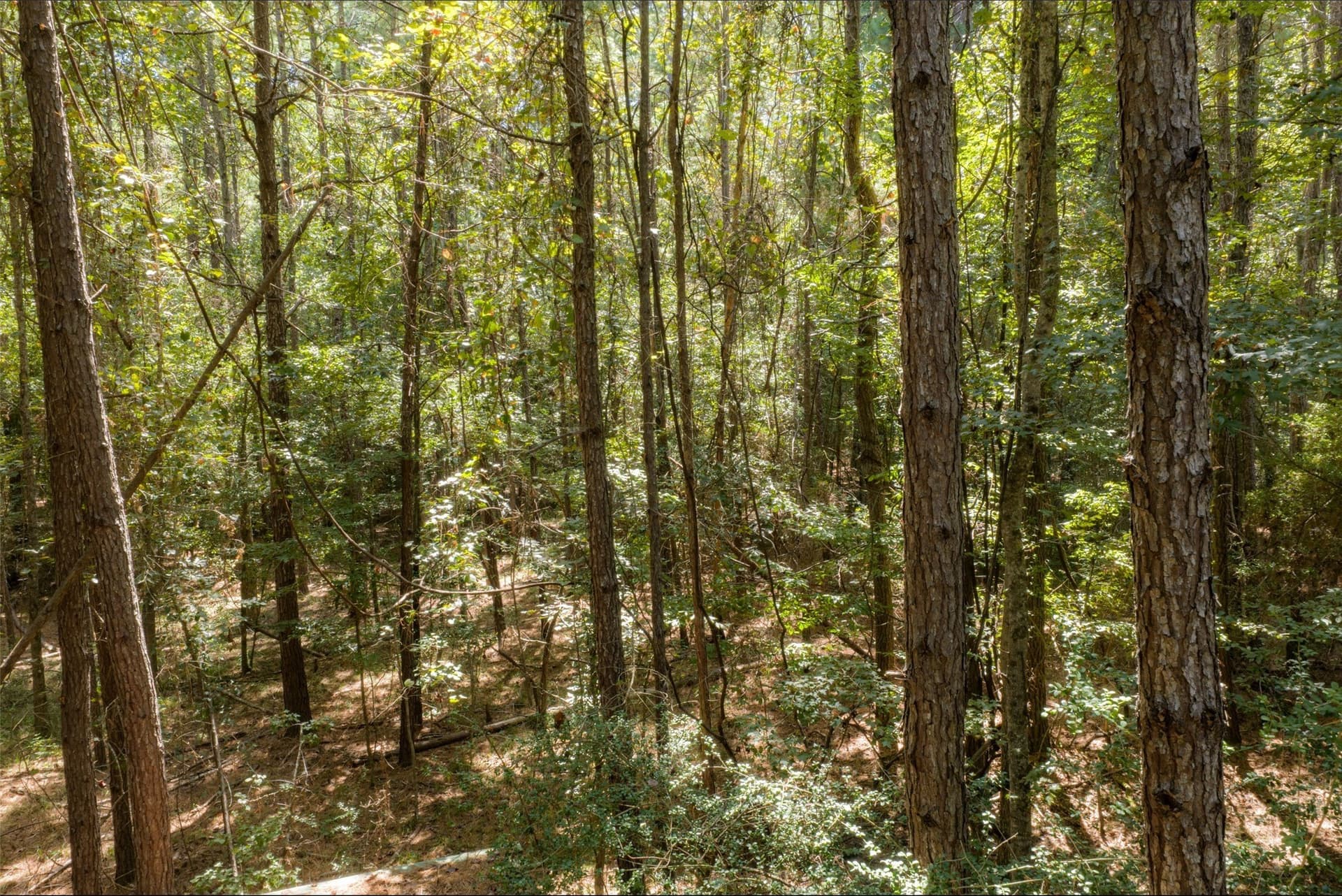 37.3 acres in Houston County - photo 33