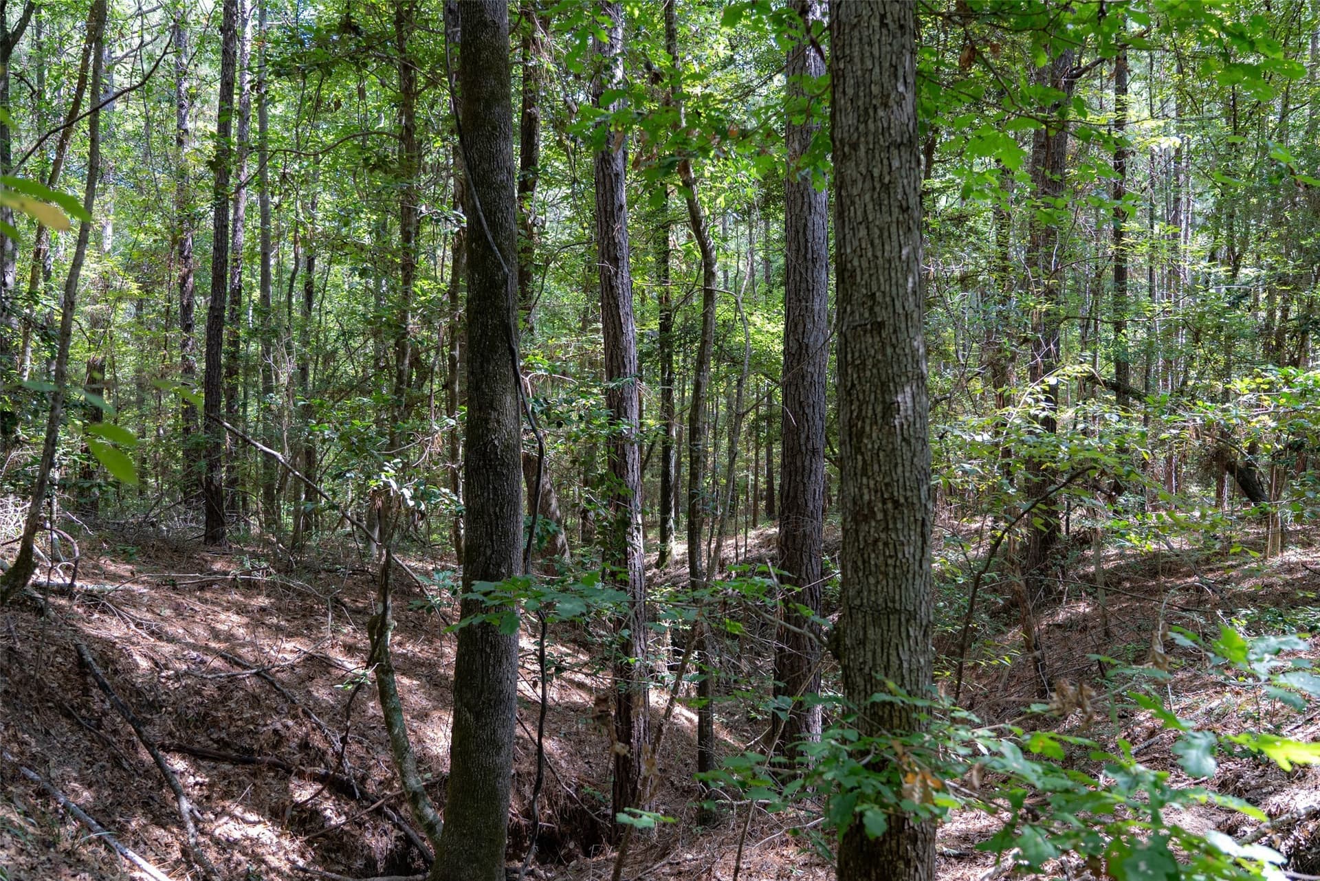 37.3 acres in Houston County - photo 9