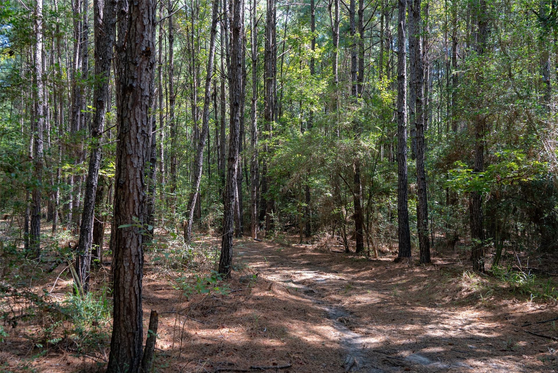 37.3 acres in Houston County - photo 13