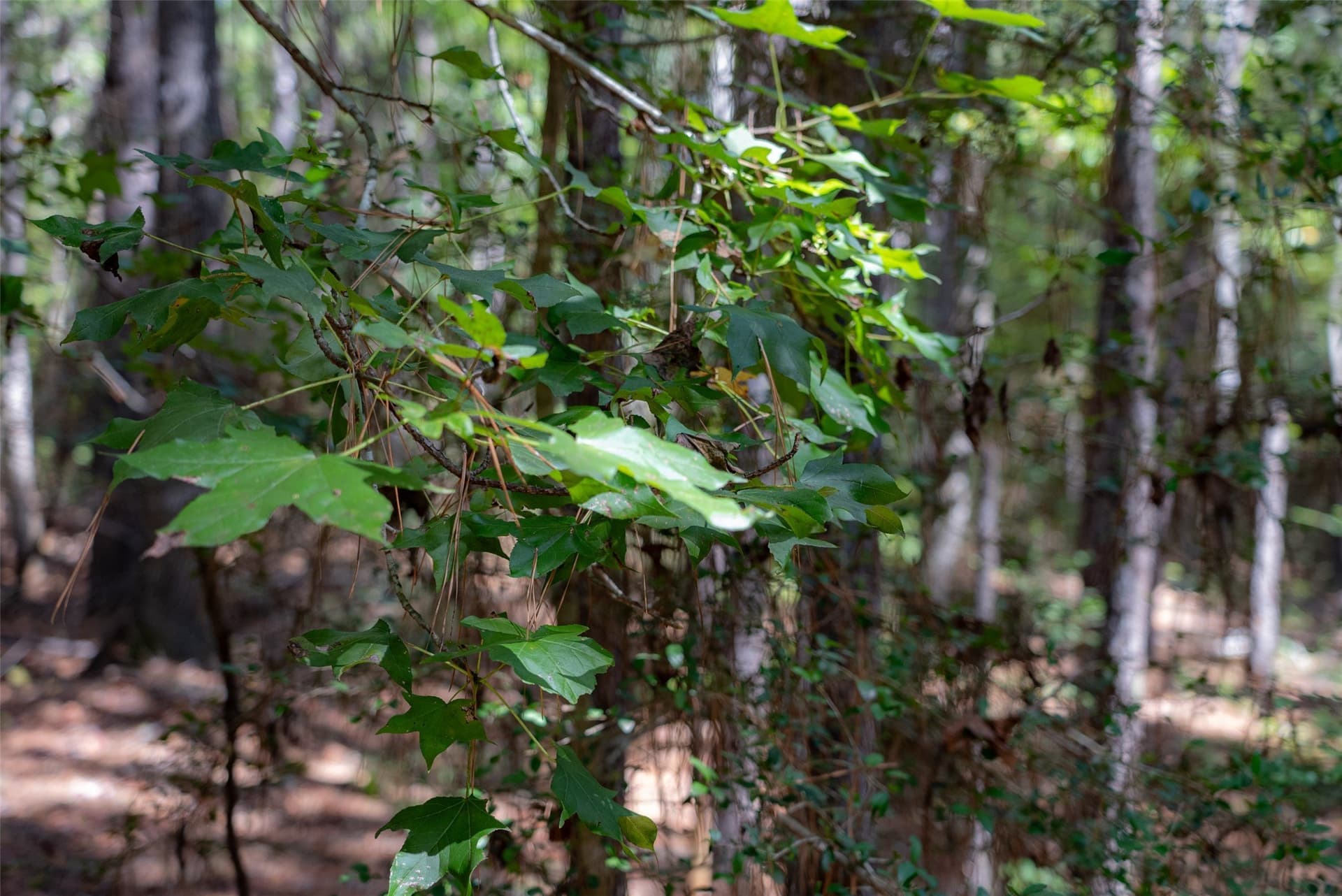 37.3 acres in Houston County - photo 12
