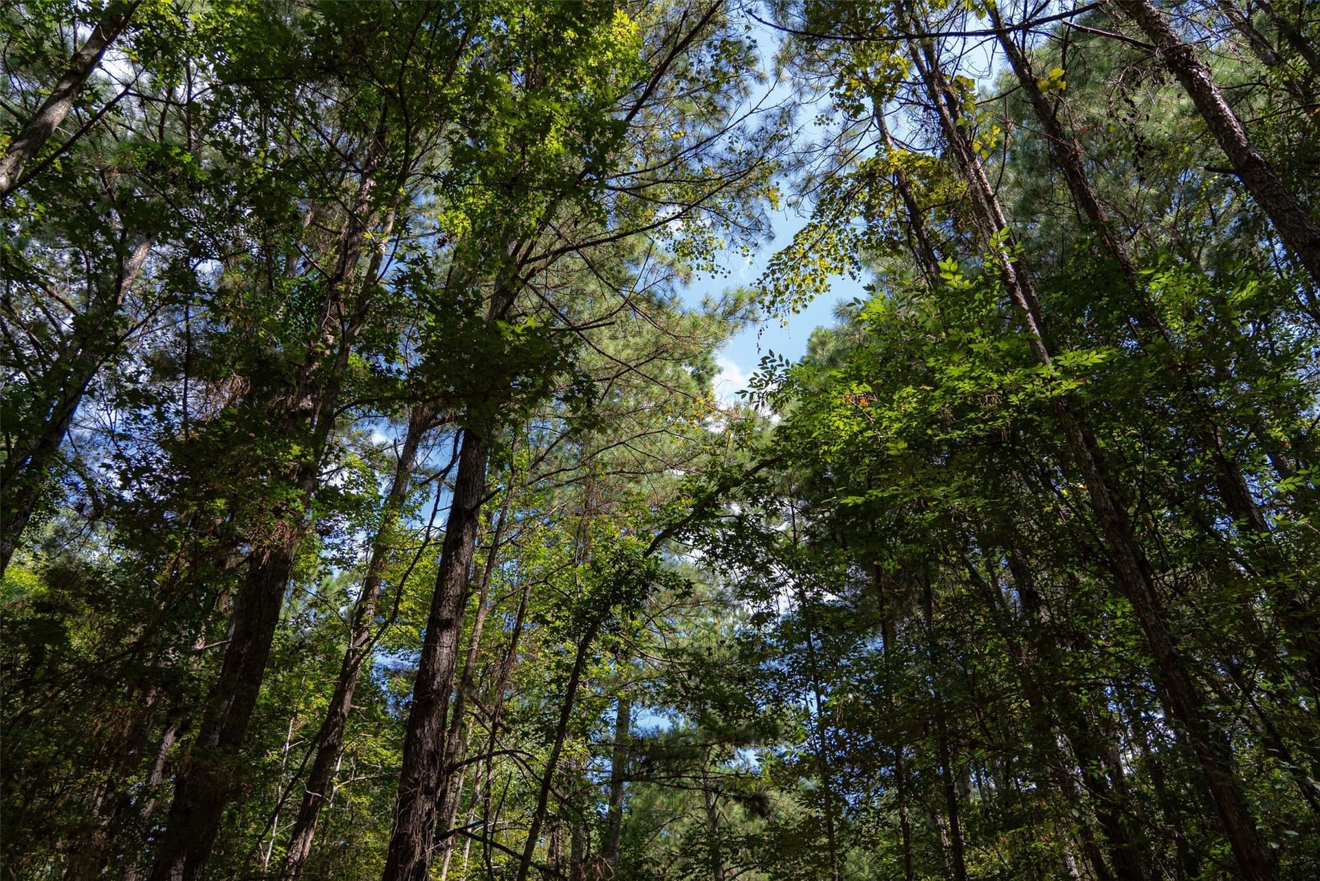 37.3 acres in Houston County - photo 30