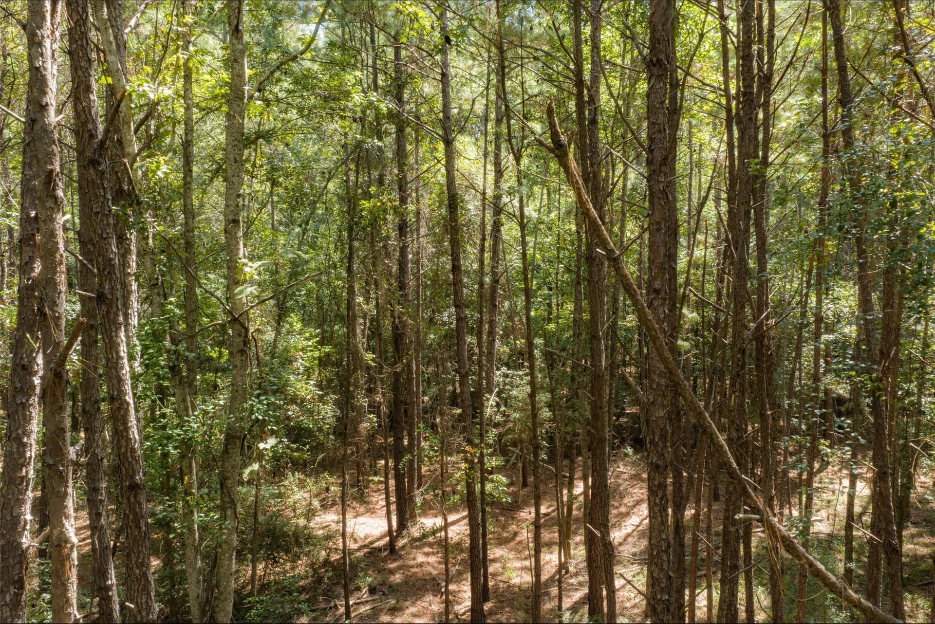 37.3 acres in Houston County - photo 16