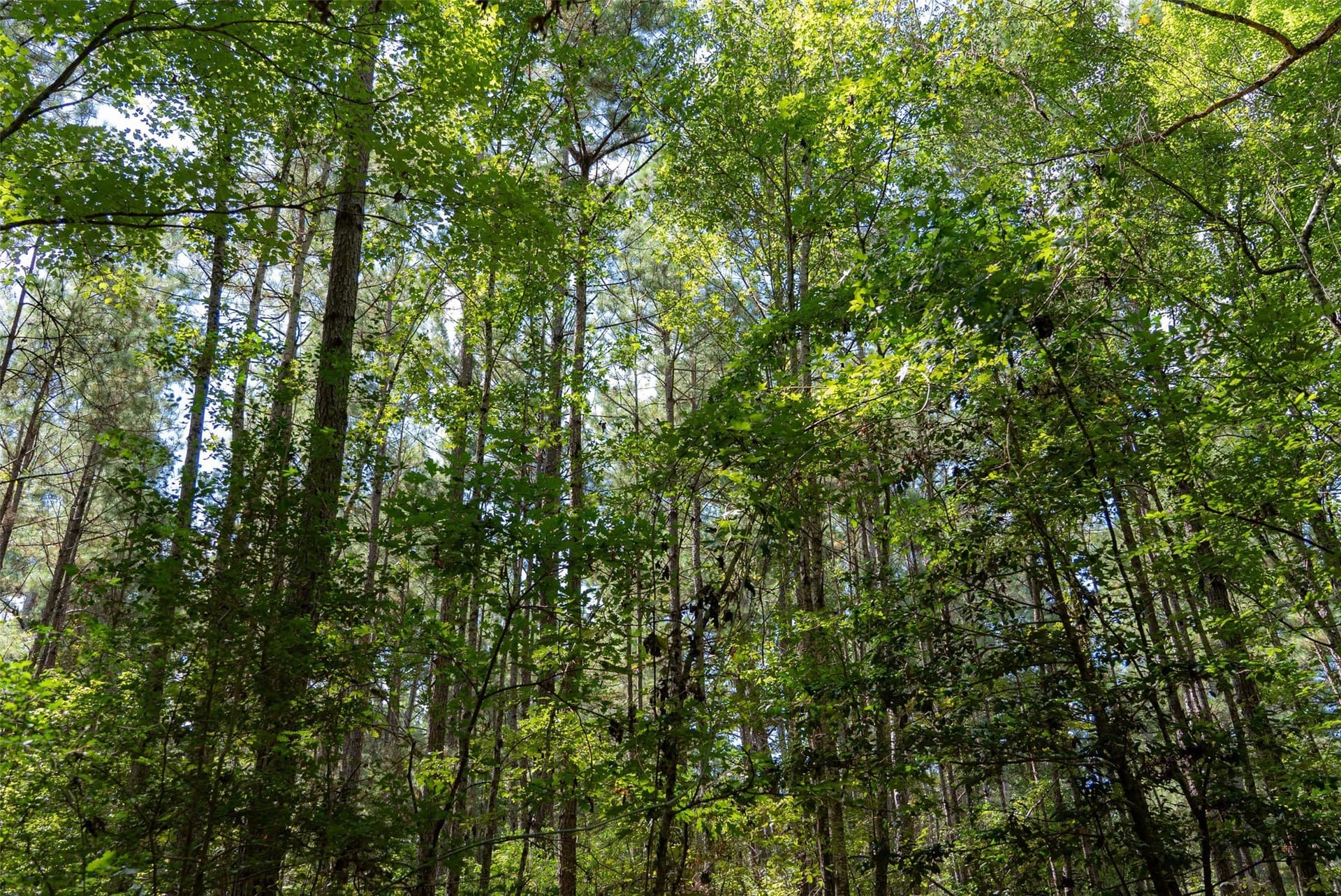 37.3 acres in Houston County - photo 27