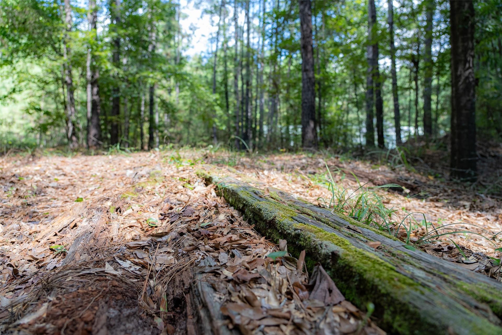 37.3 acres in Houston County - photo 17