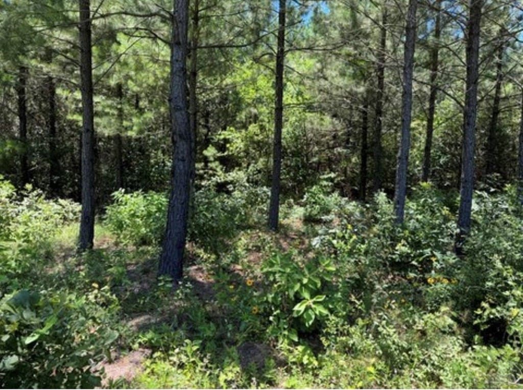 15.34 acres in Texas County - photo 4