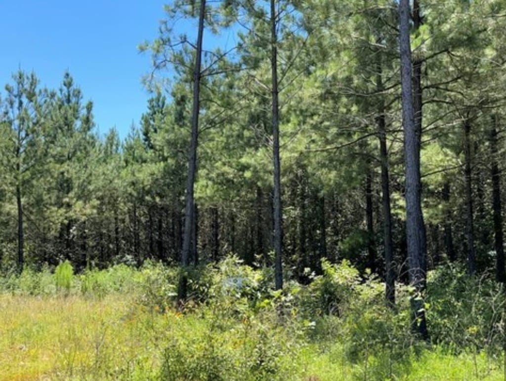 15.34 acres in Texas County - photo 5