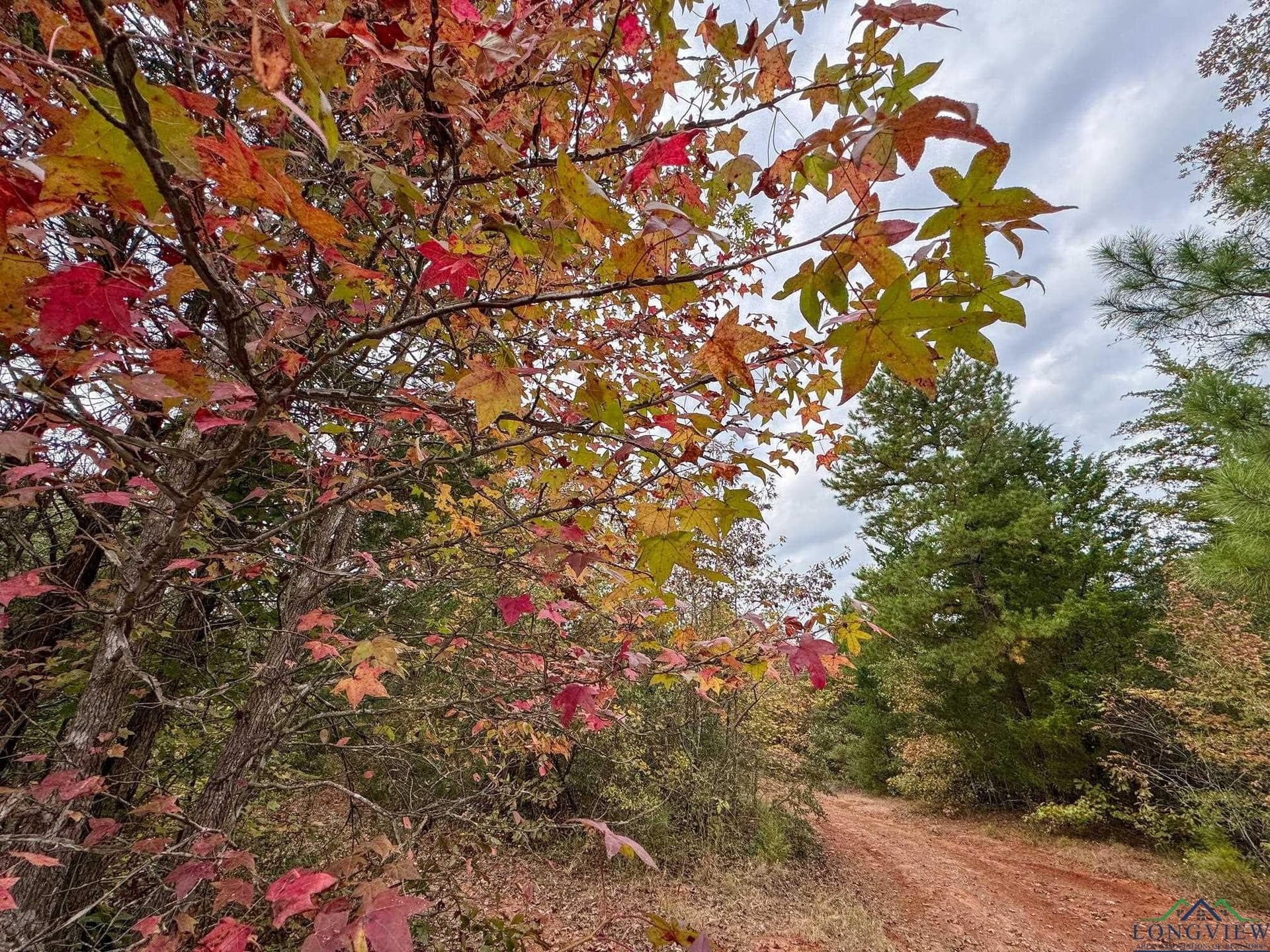 92.41 acres in Cass County gallery image 3