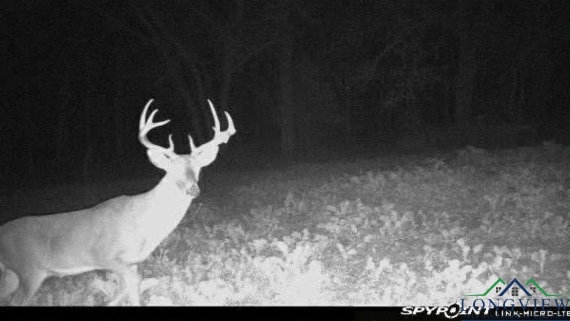 92.41 acres in Cass County gallery image 4