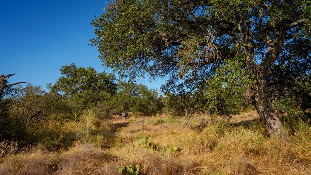 46 acres in Mason County gallery image 3