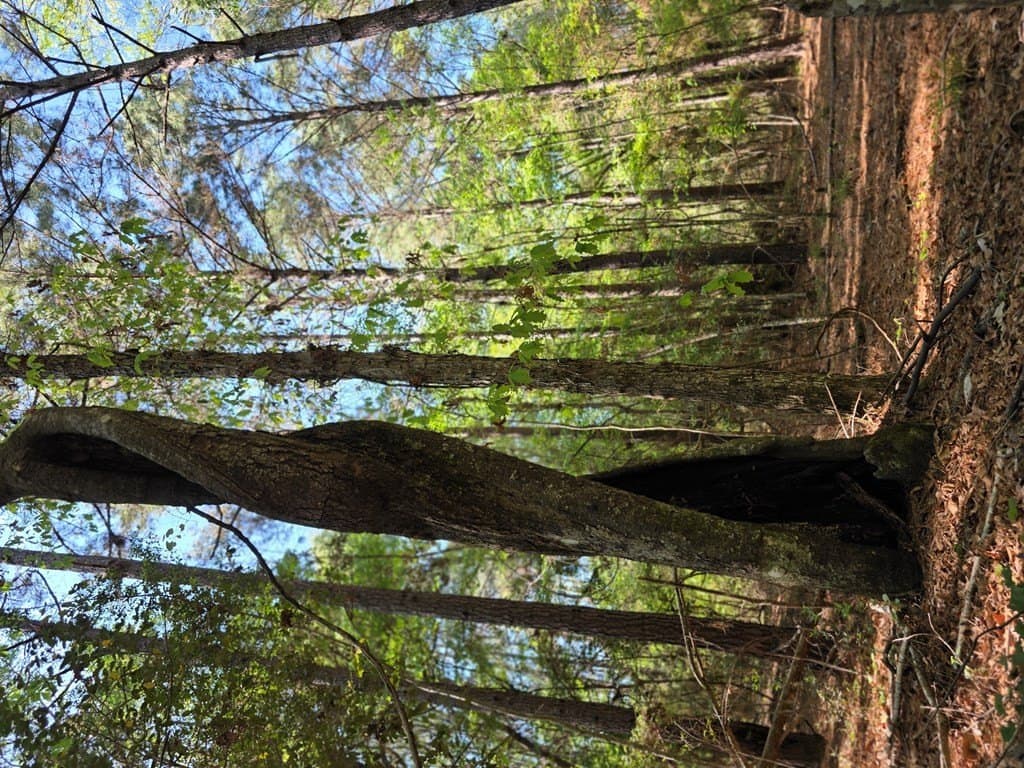 40.9 acres in Texas County gallery image 2