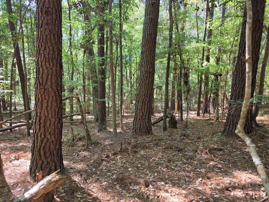 40.9 acres in Texas County gallery image 3