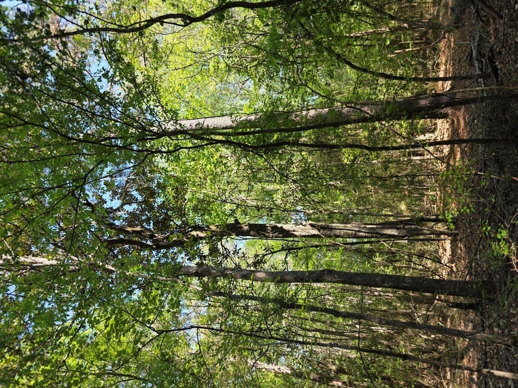 40.9 acres in Texas County gallery image 4