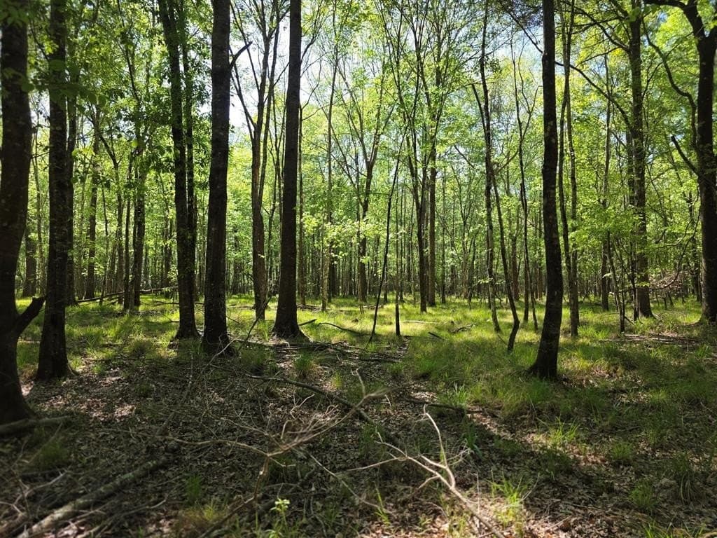 40.9 acres in Texas County