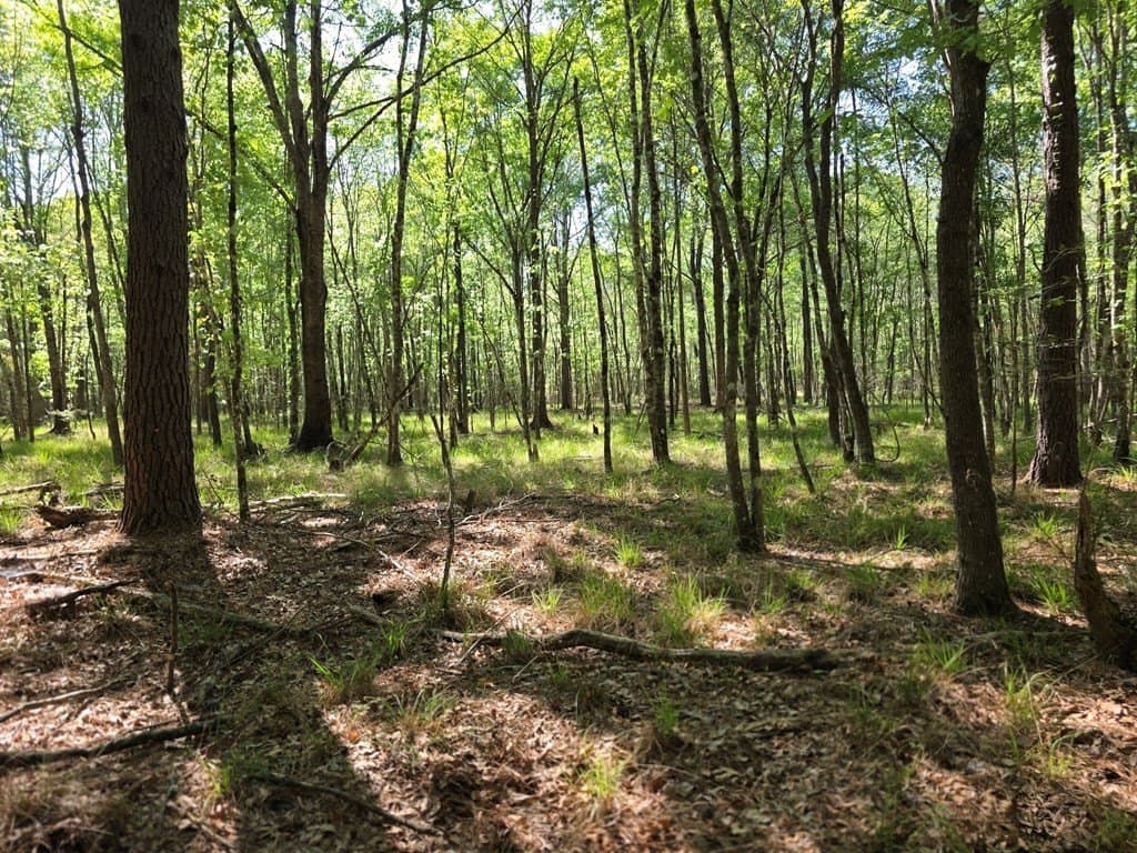 40.9 acres in Texas County featured view