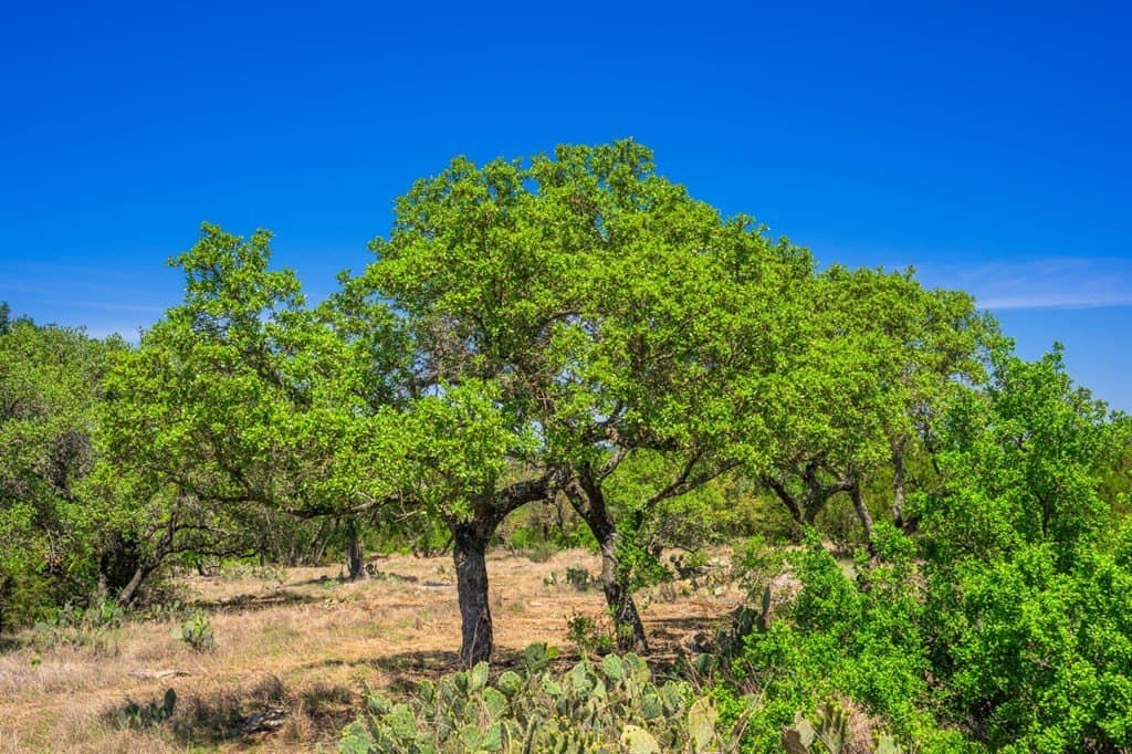 29.62 acres in Gillespie County featured view