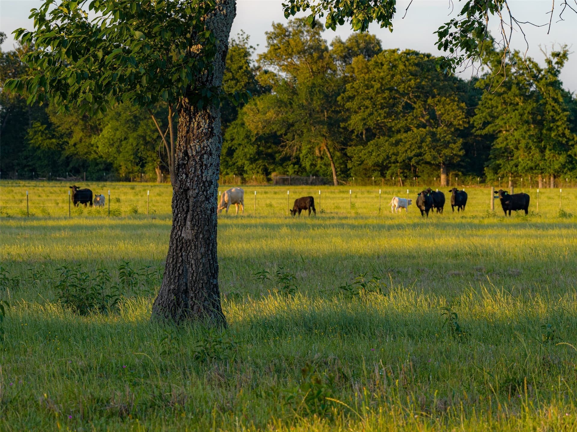 115.1 acres in Van Zandt County - photo 40