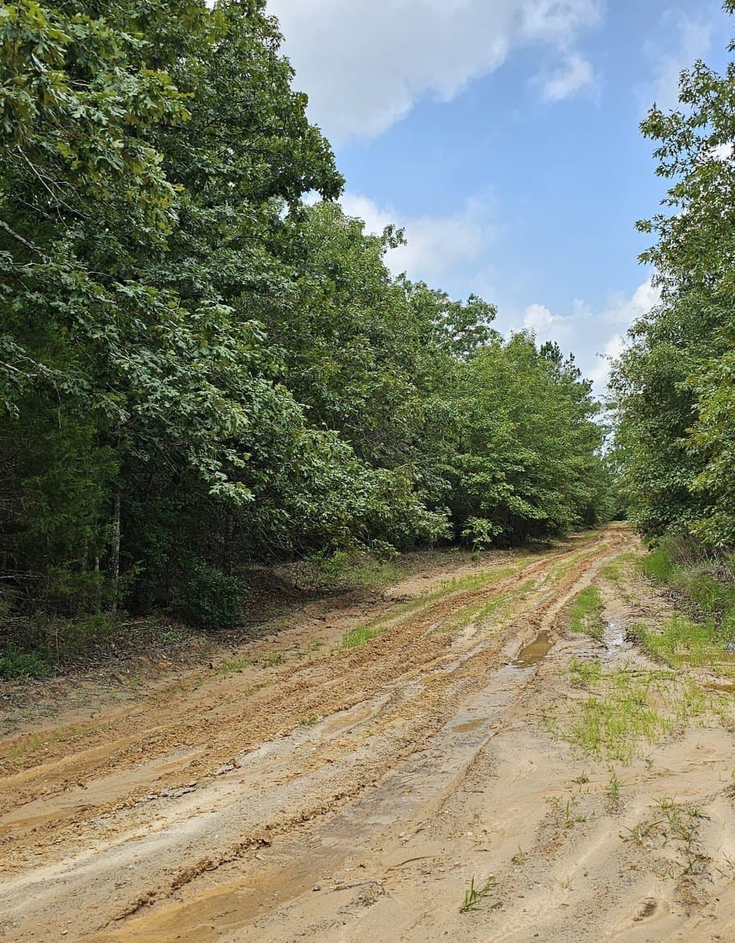 5.1 acres in Lamar County
