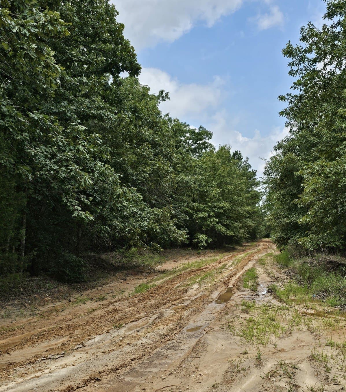 5.1 acres in Lamar County gallery image 2
